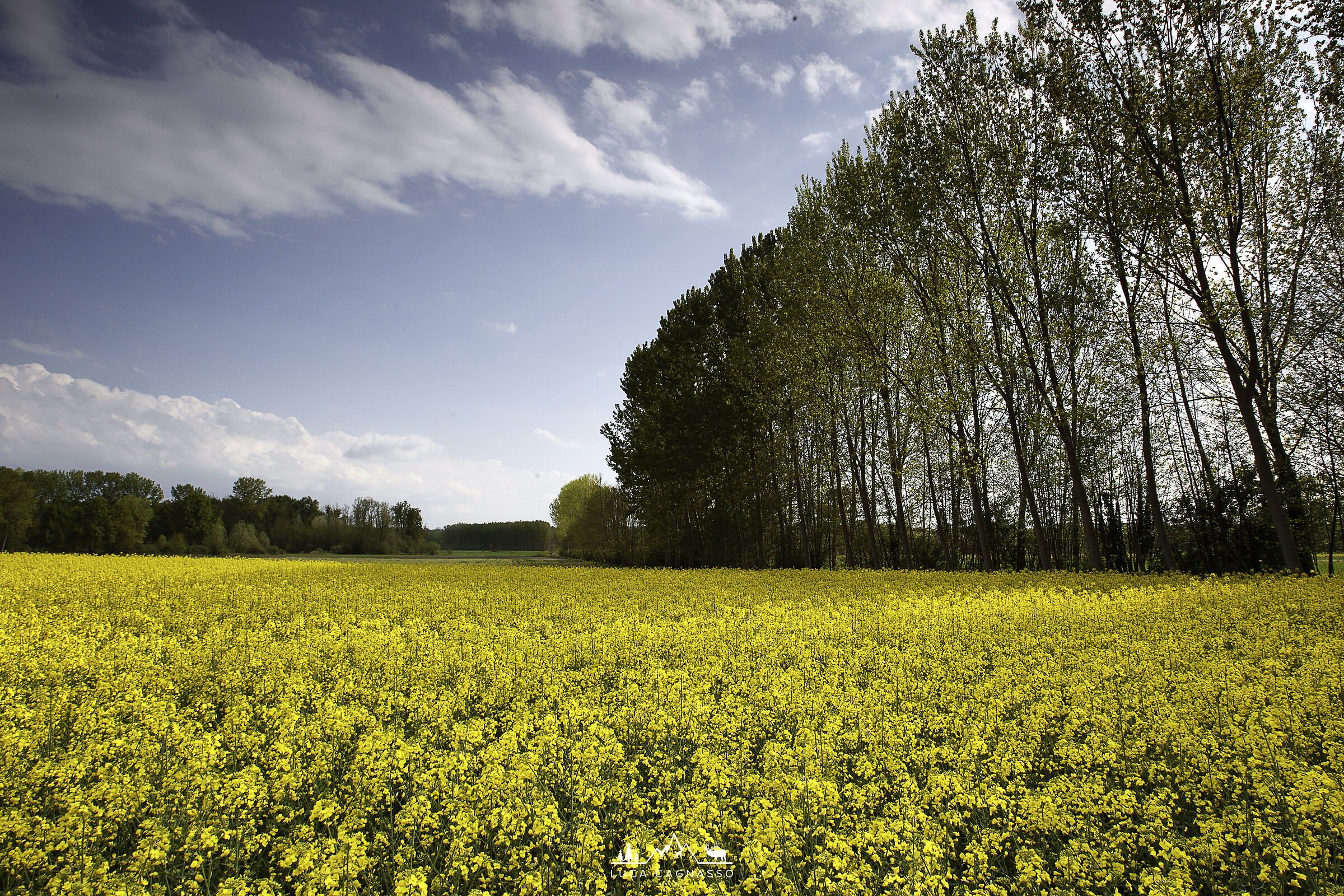 Prmavera yellow
