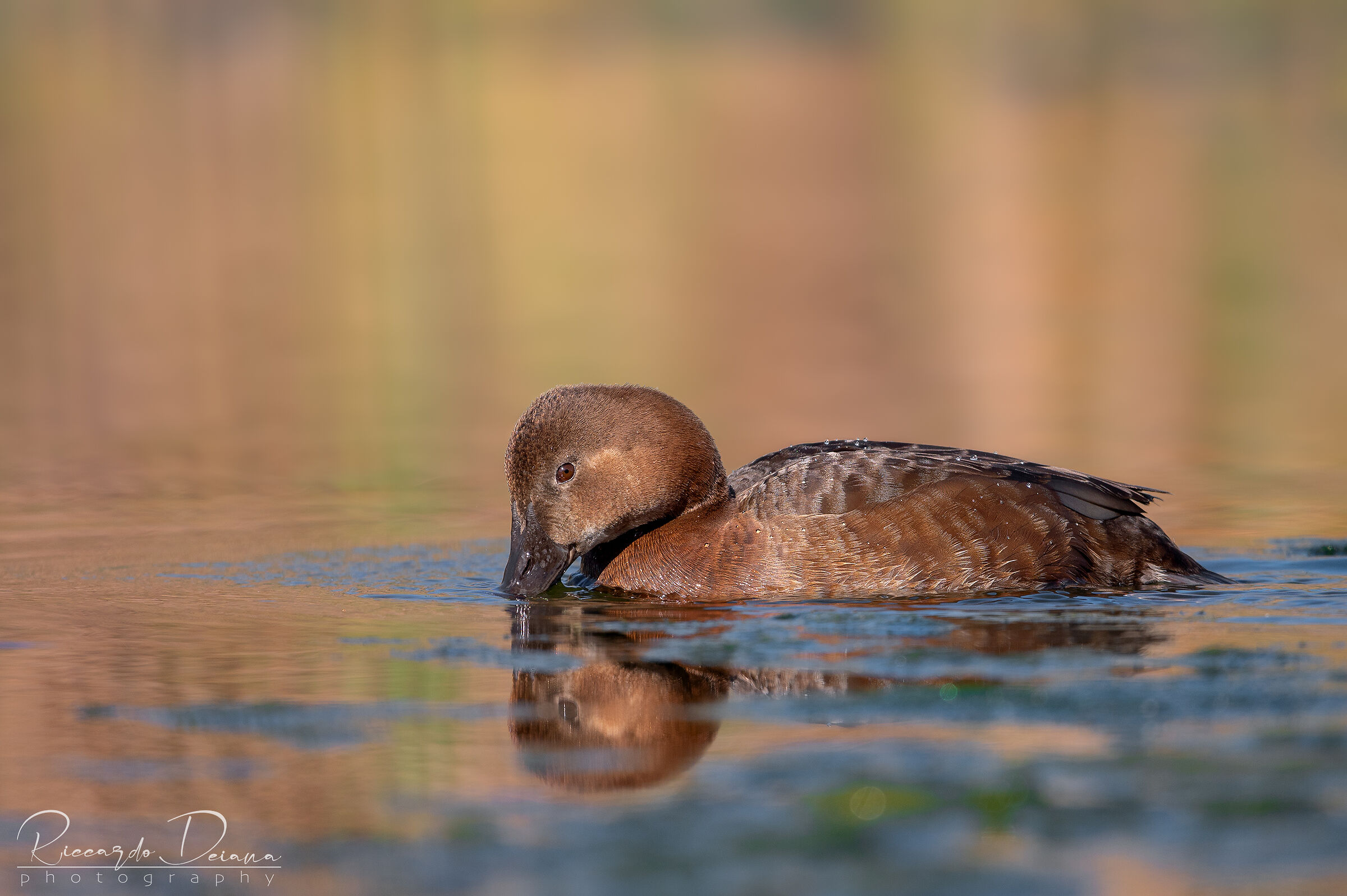 Specchio delle mie brame...