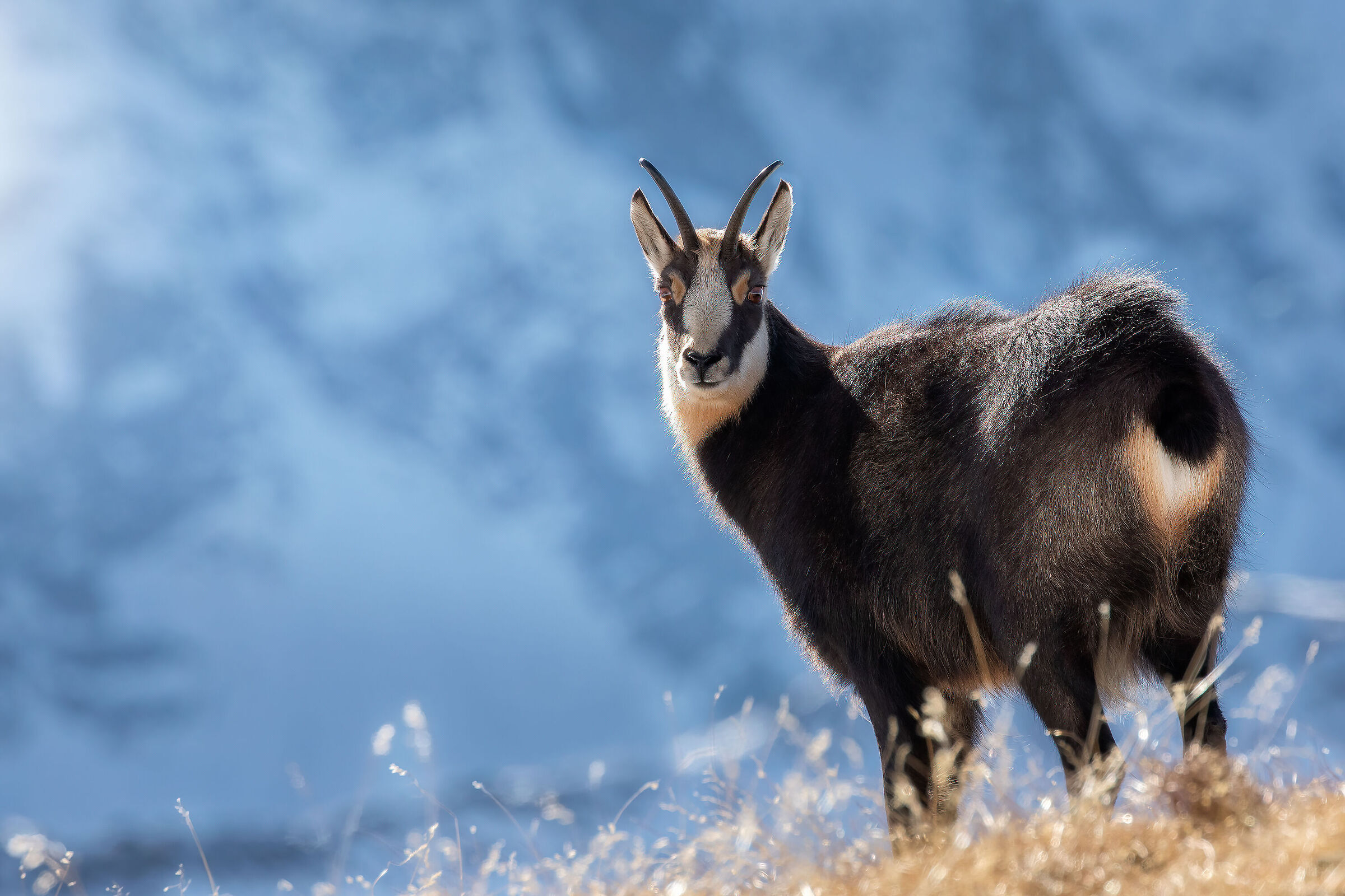 Crossing glances at high altitudes