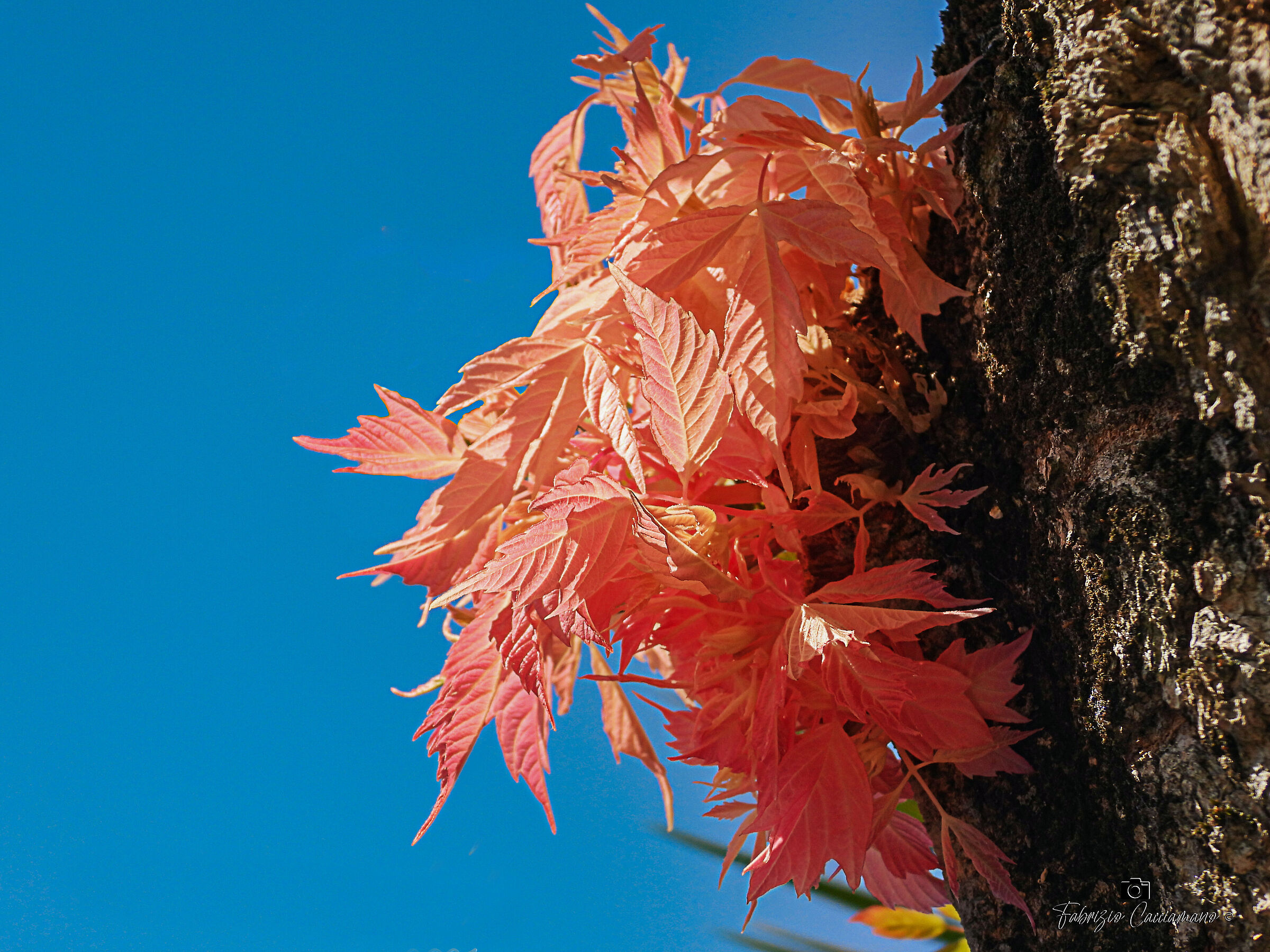 Inflorescenza di acero