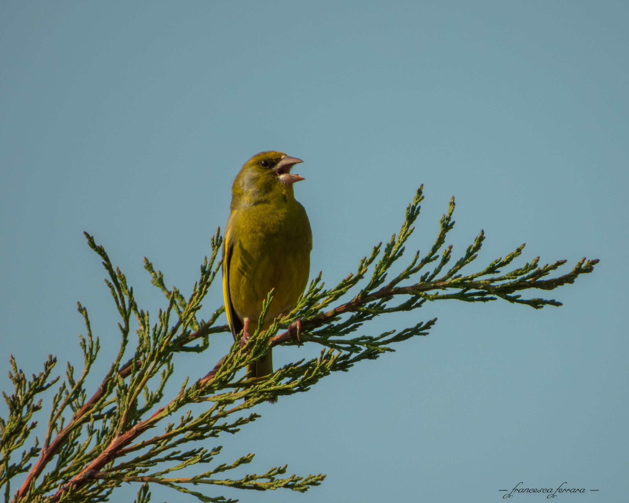 Verdone (Chloris Chloris)_3