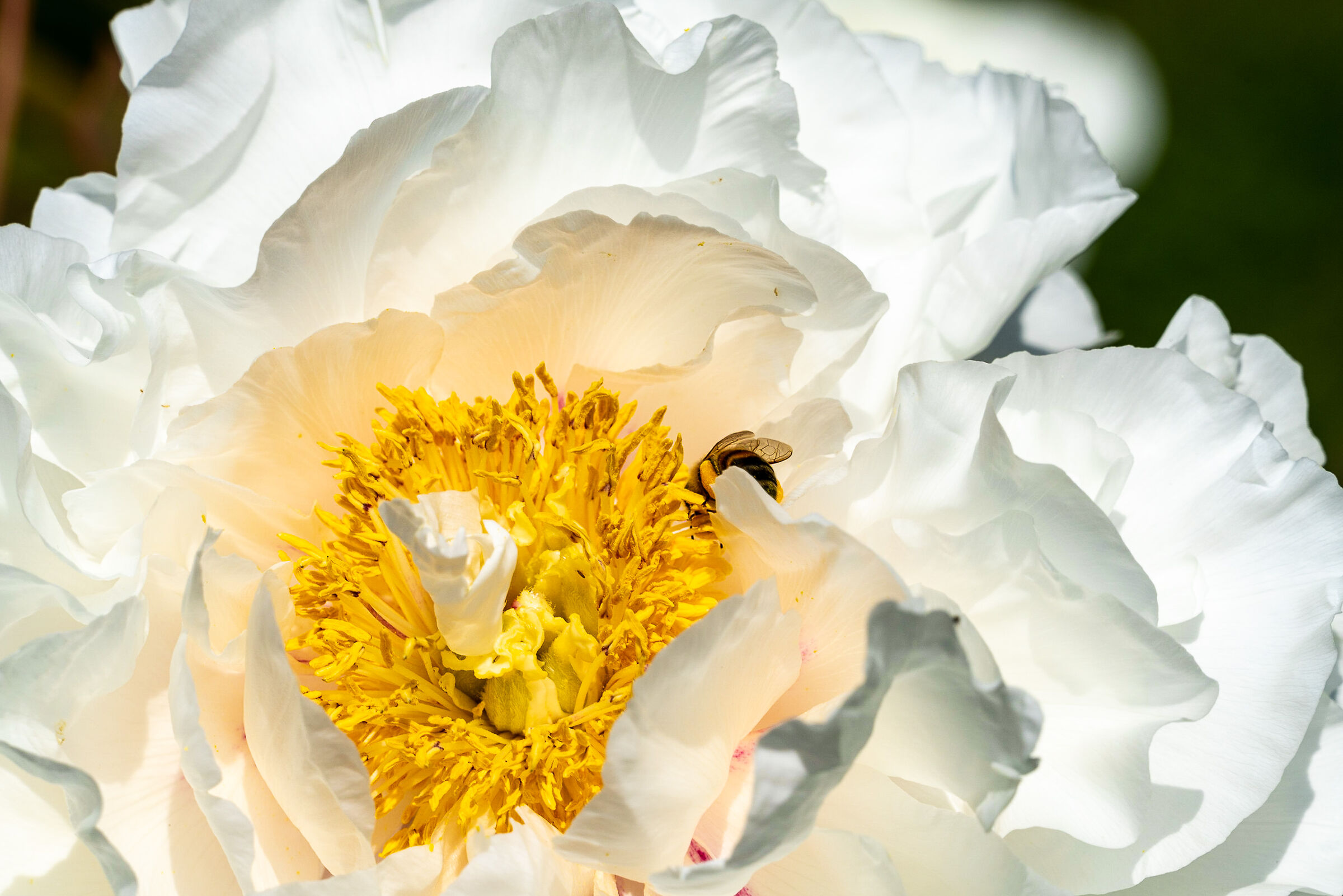 Visita all'Orto Botanico 4