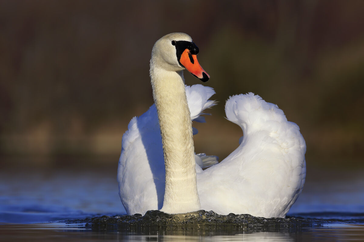 mute swan