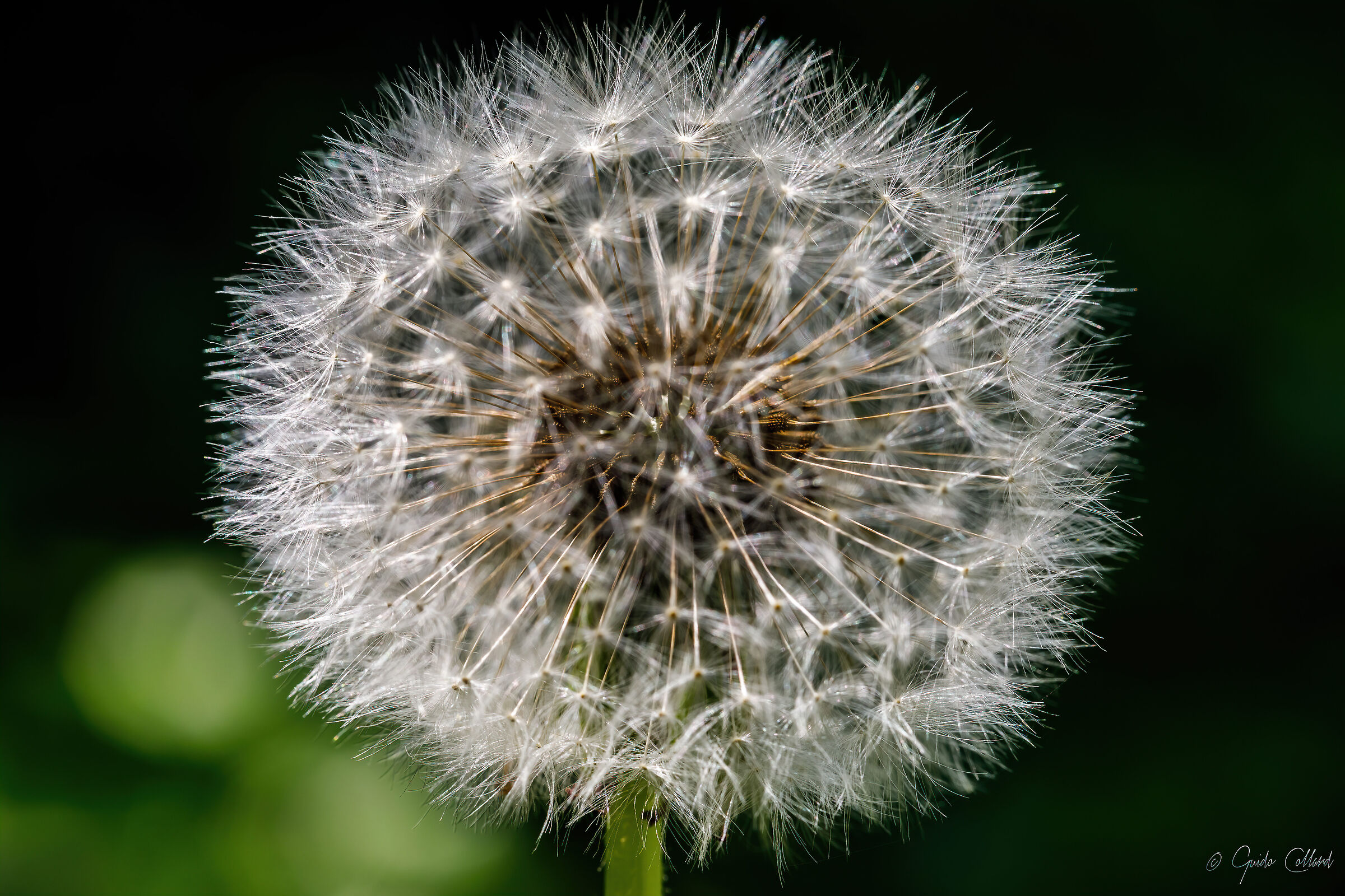 Tarassaco, per gli amici Soffione