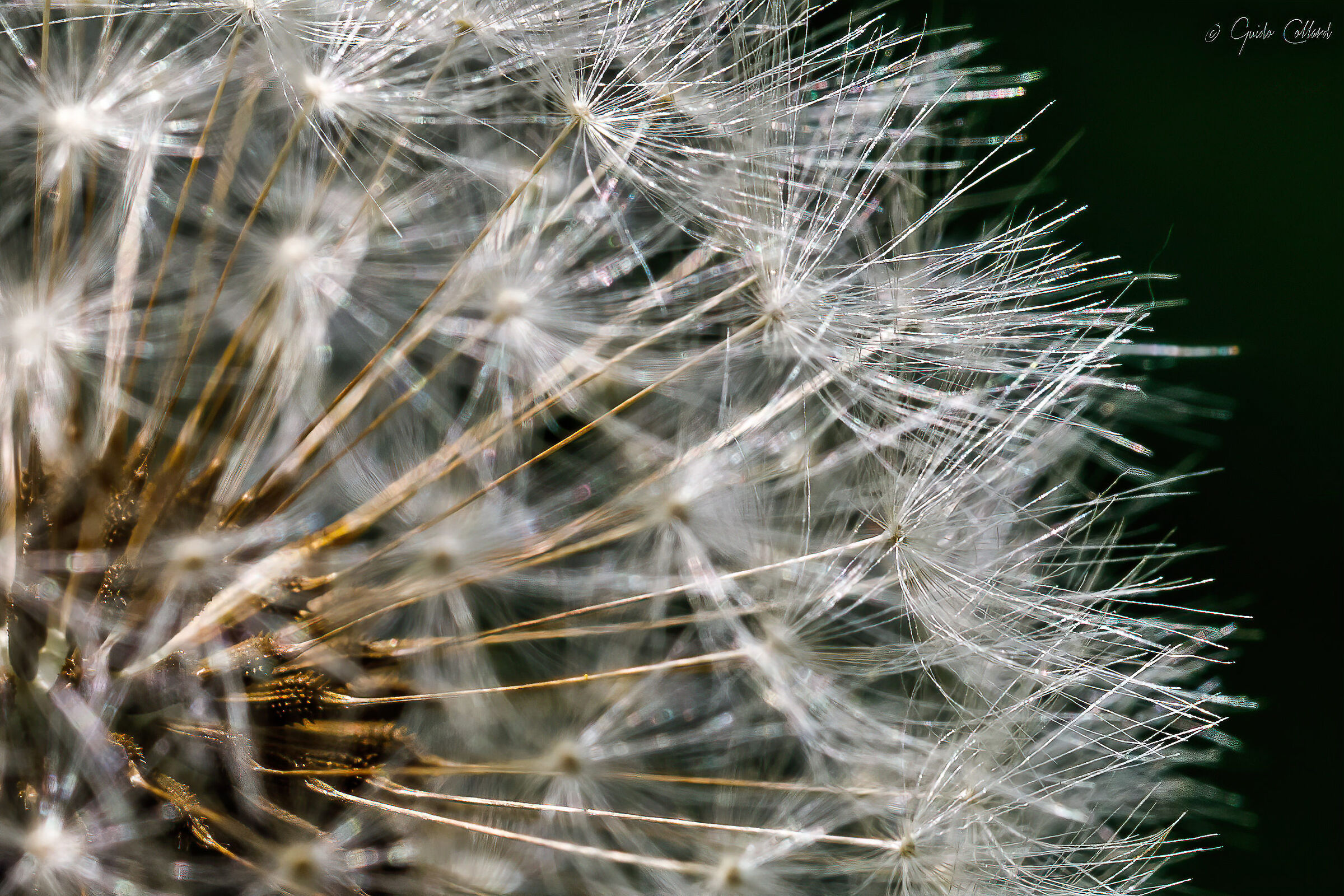 Dandelion, for friends Soffione, detail