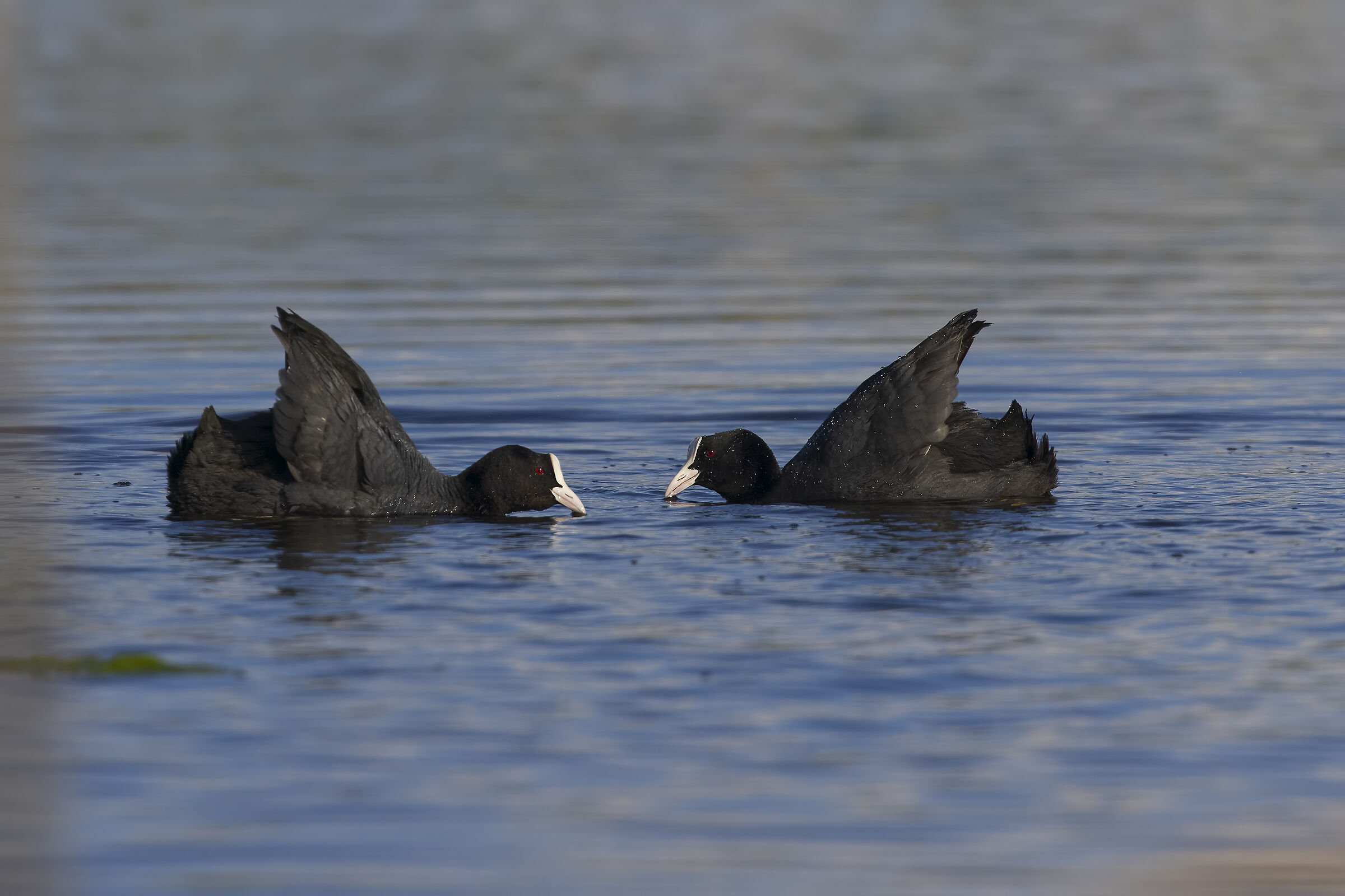 disfide tra folaghe2