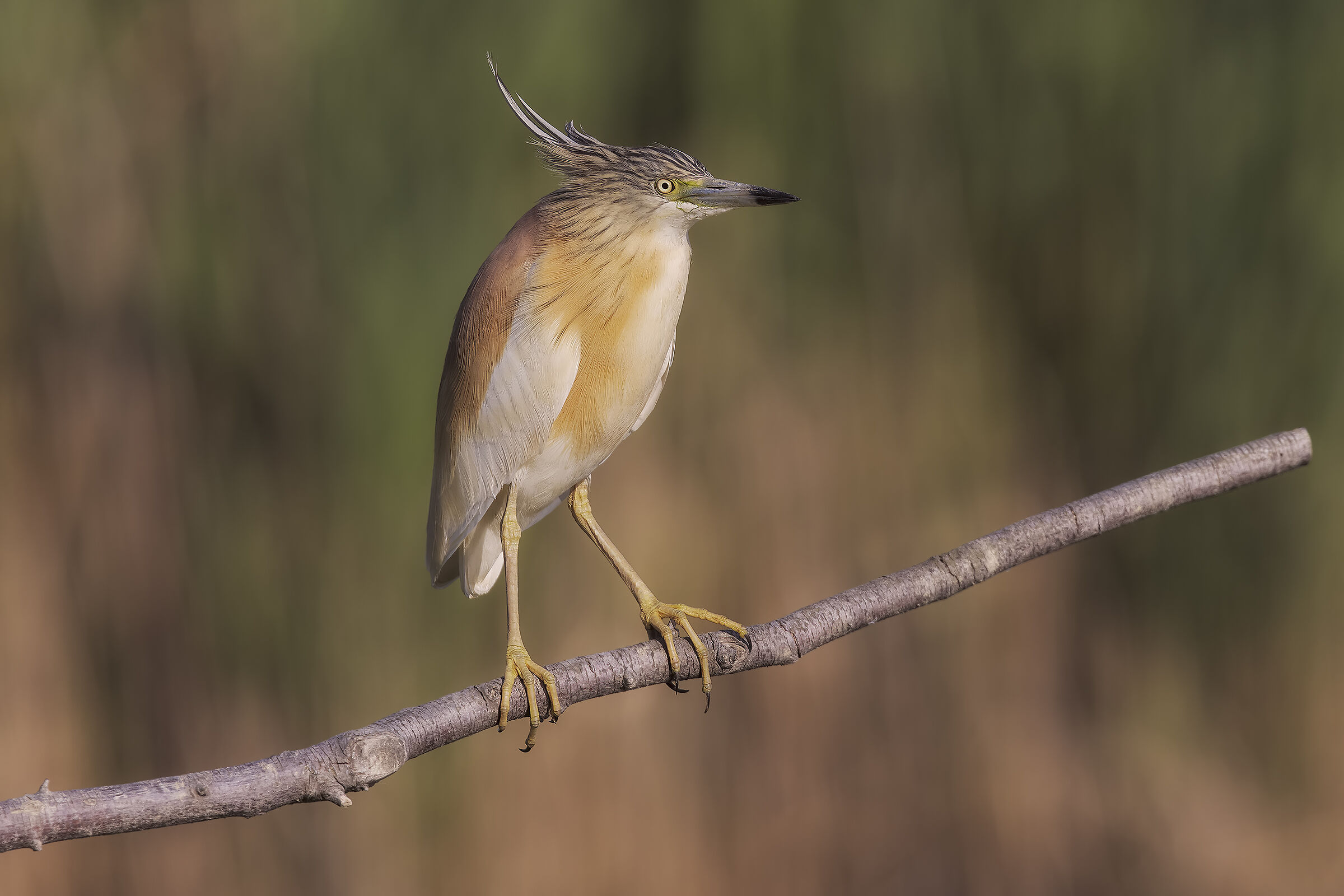 sgarza ciuffetto recente