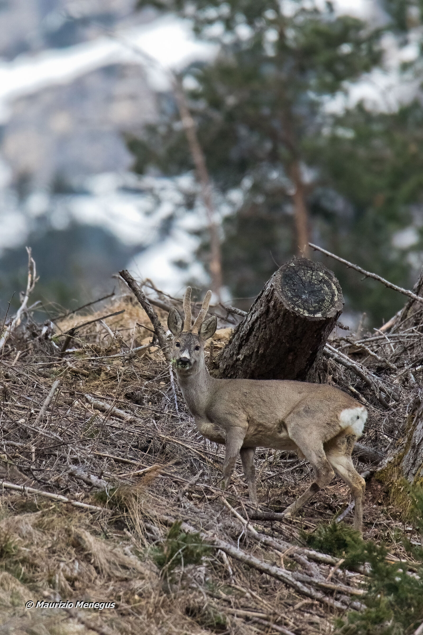 Capriolo dolomitico a fine aprile