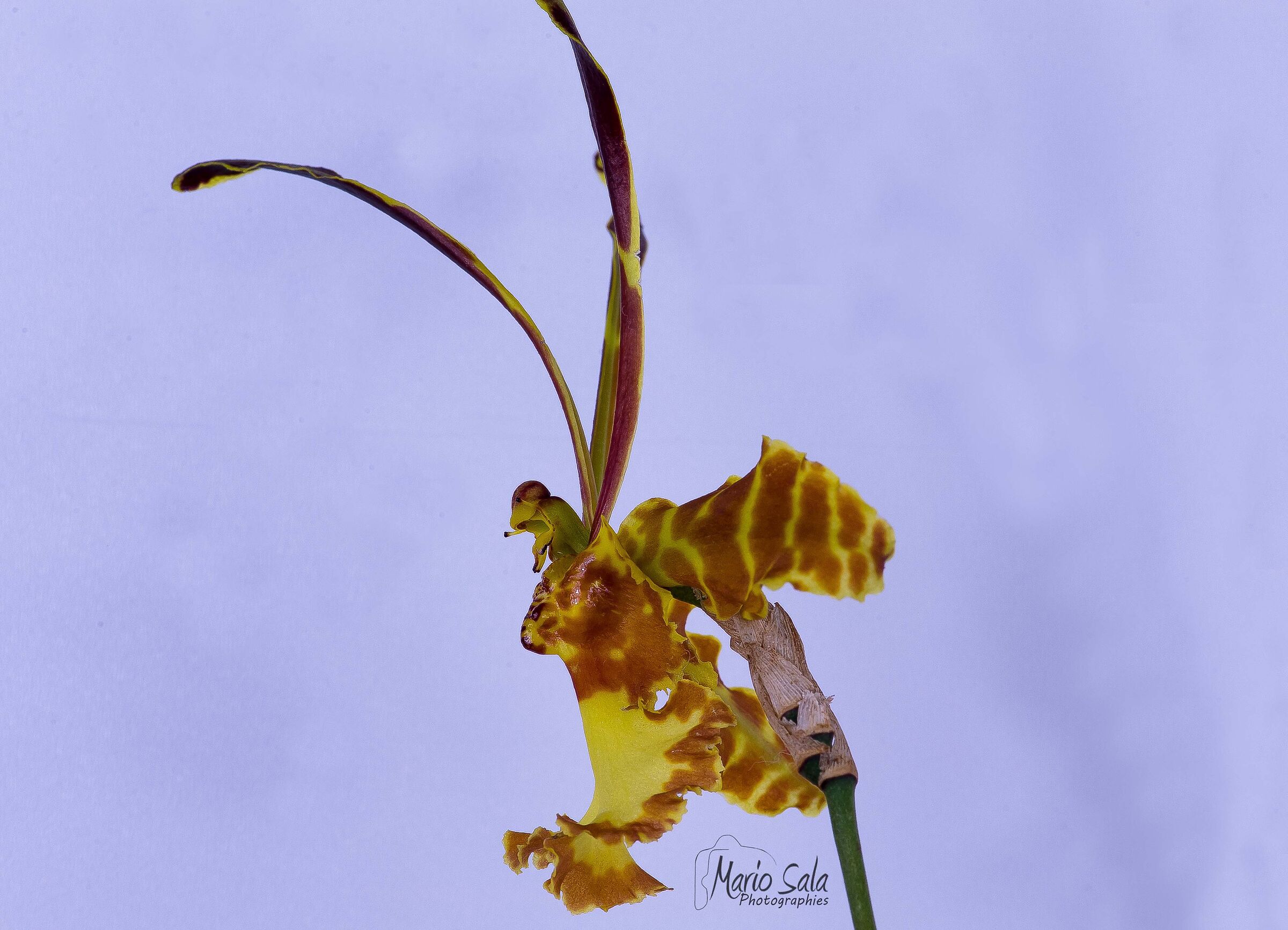 Orchid Psychopsis Papilio South American species, it seems