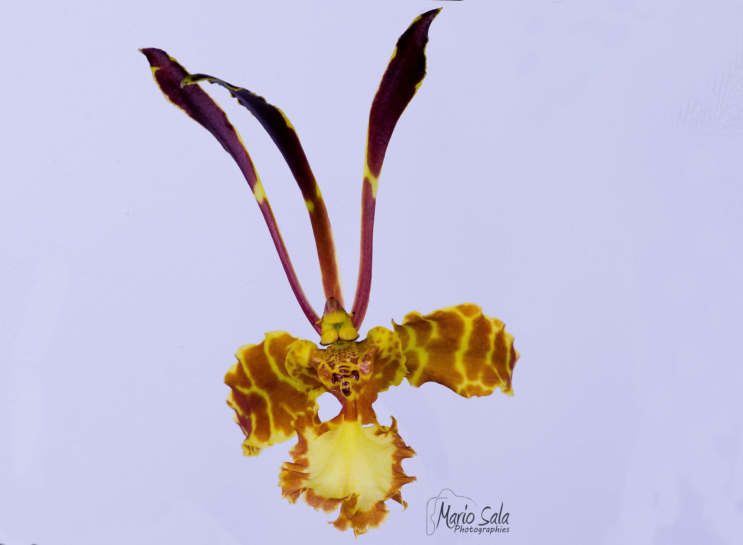 Orchid Psychopsis Papilio South American species, it seems