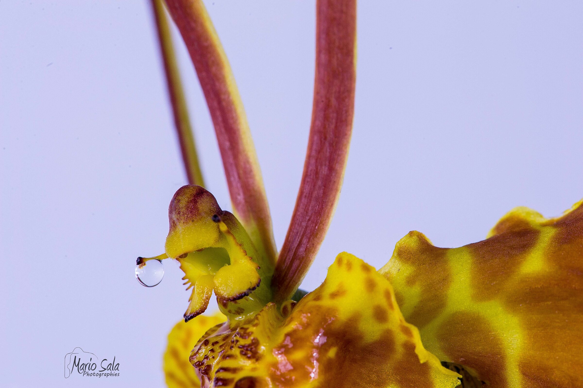 Orchid Psychopsis Papilio South American species, it seems