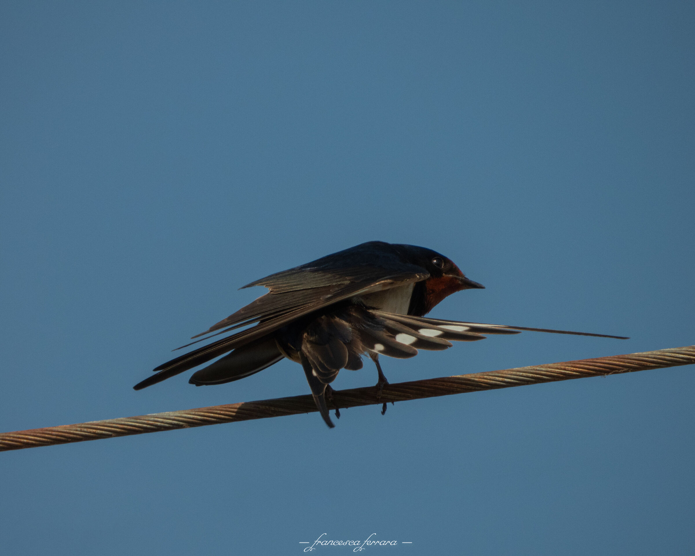 Rondine (Hirundo Rustica Rustica)_3