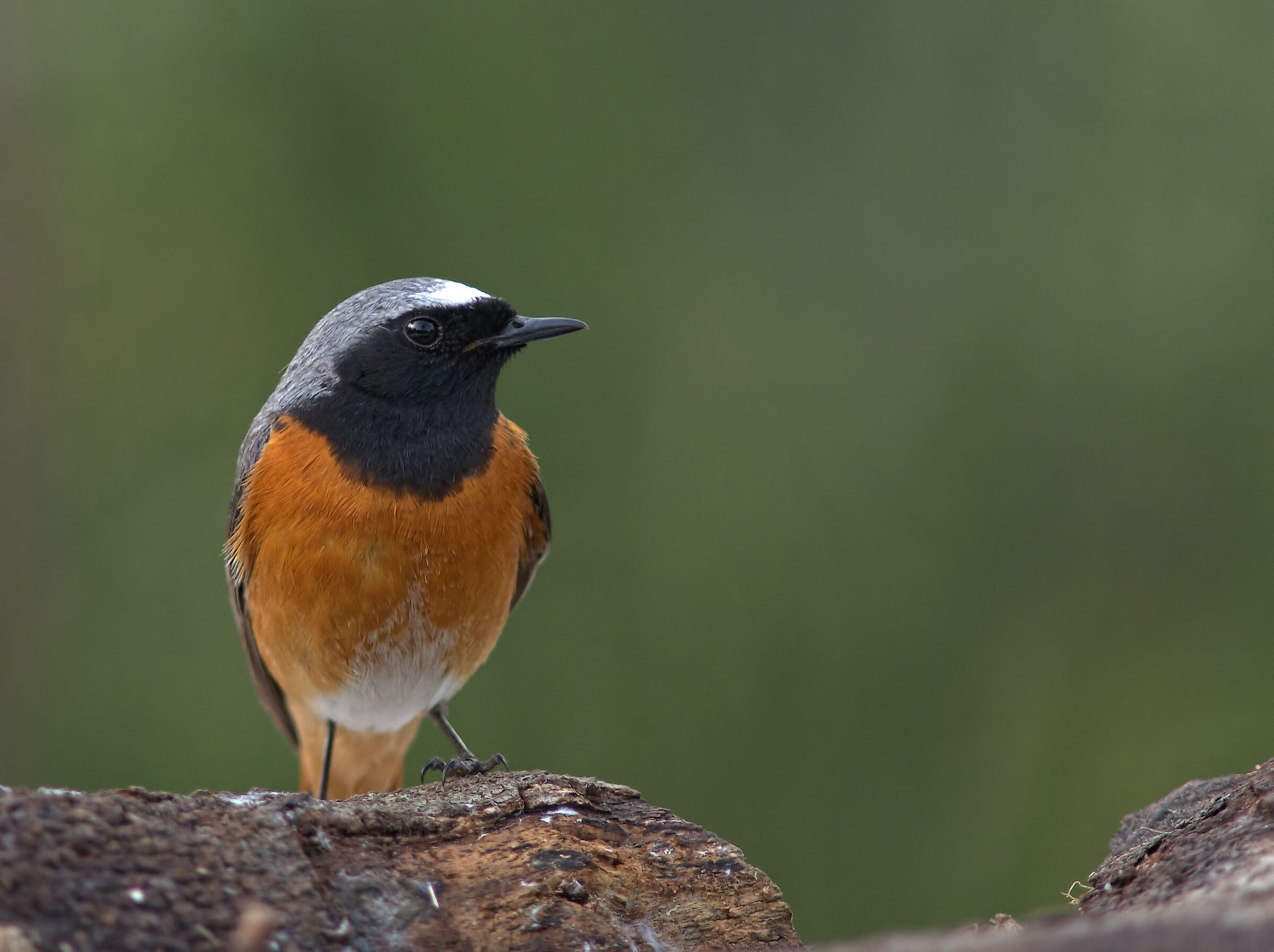 Codirosso comune maschio