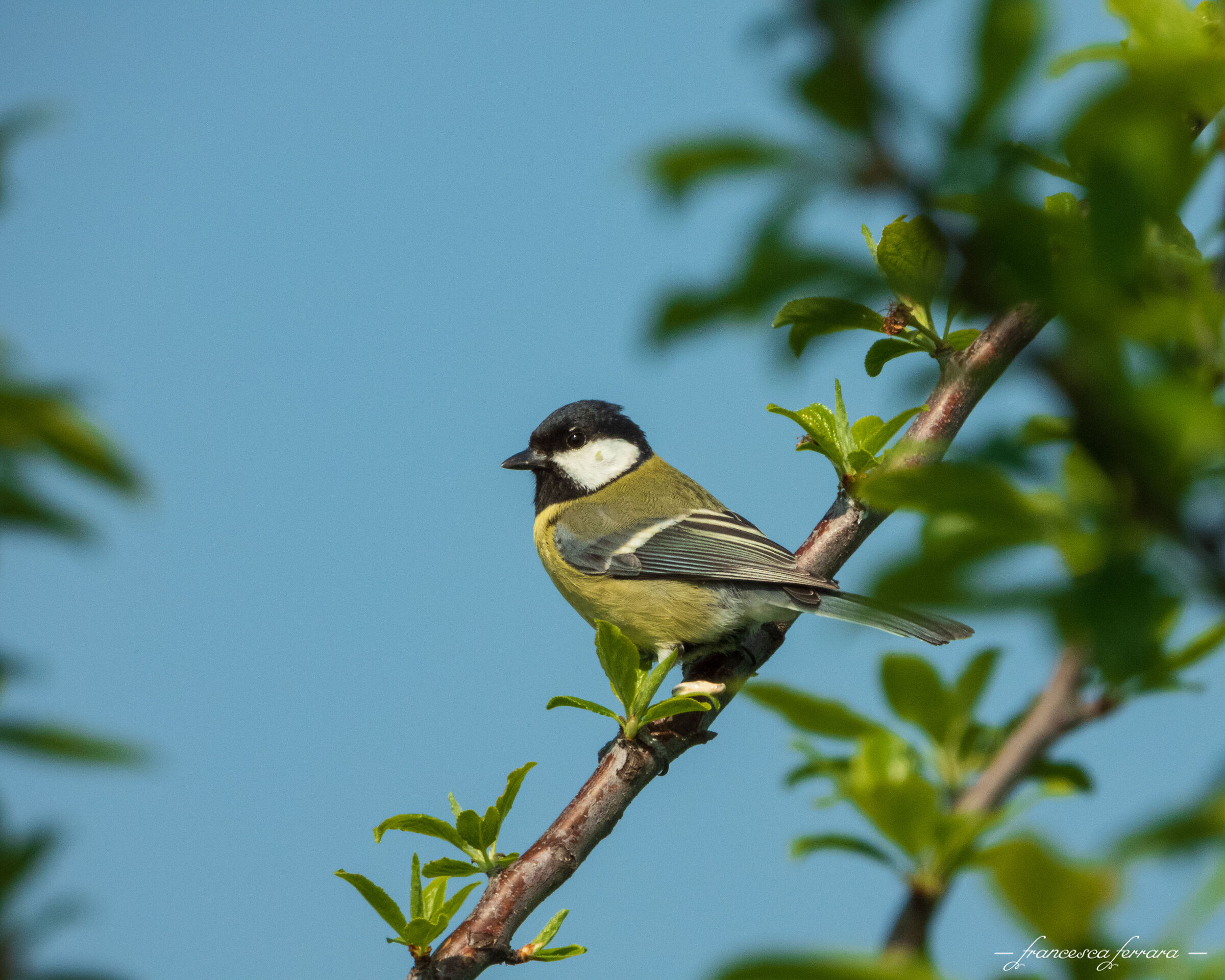 Cinciallegra (Parus Major)_5
