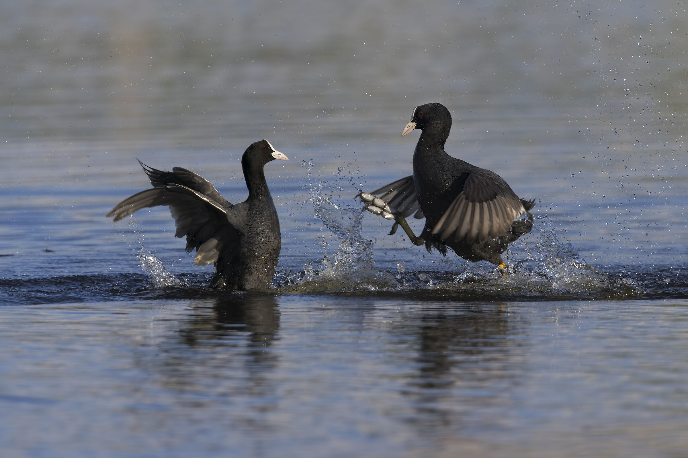 folaghe in combattimento2