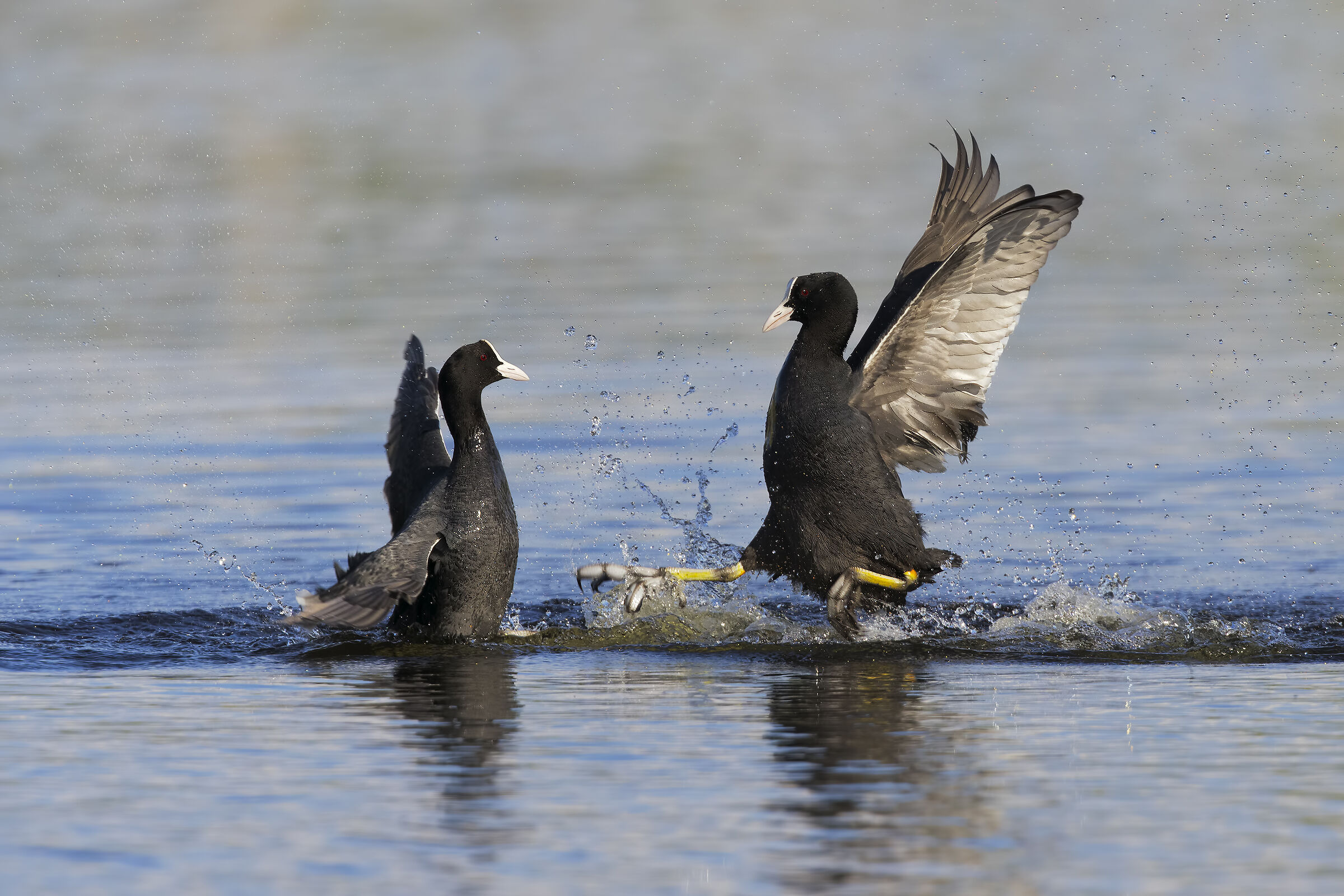 folaghe in combattimento3