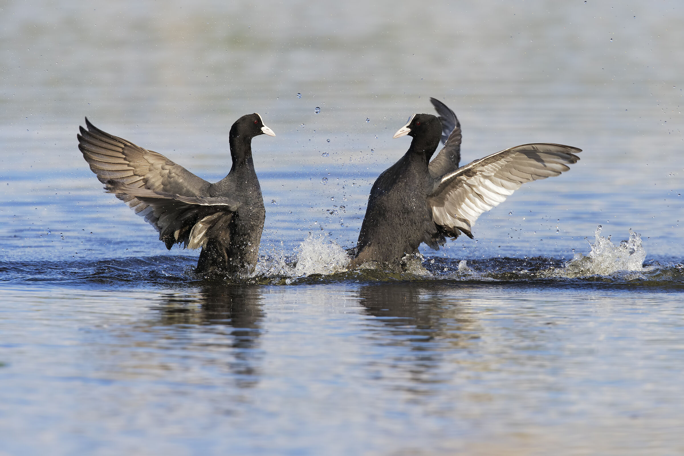 folaghe in combattimento4