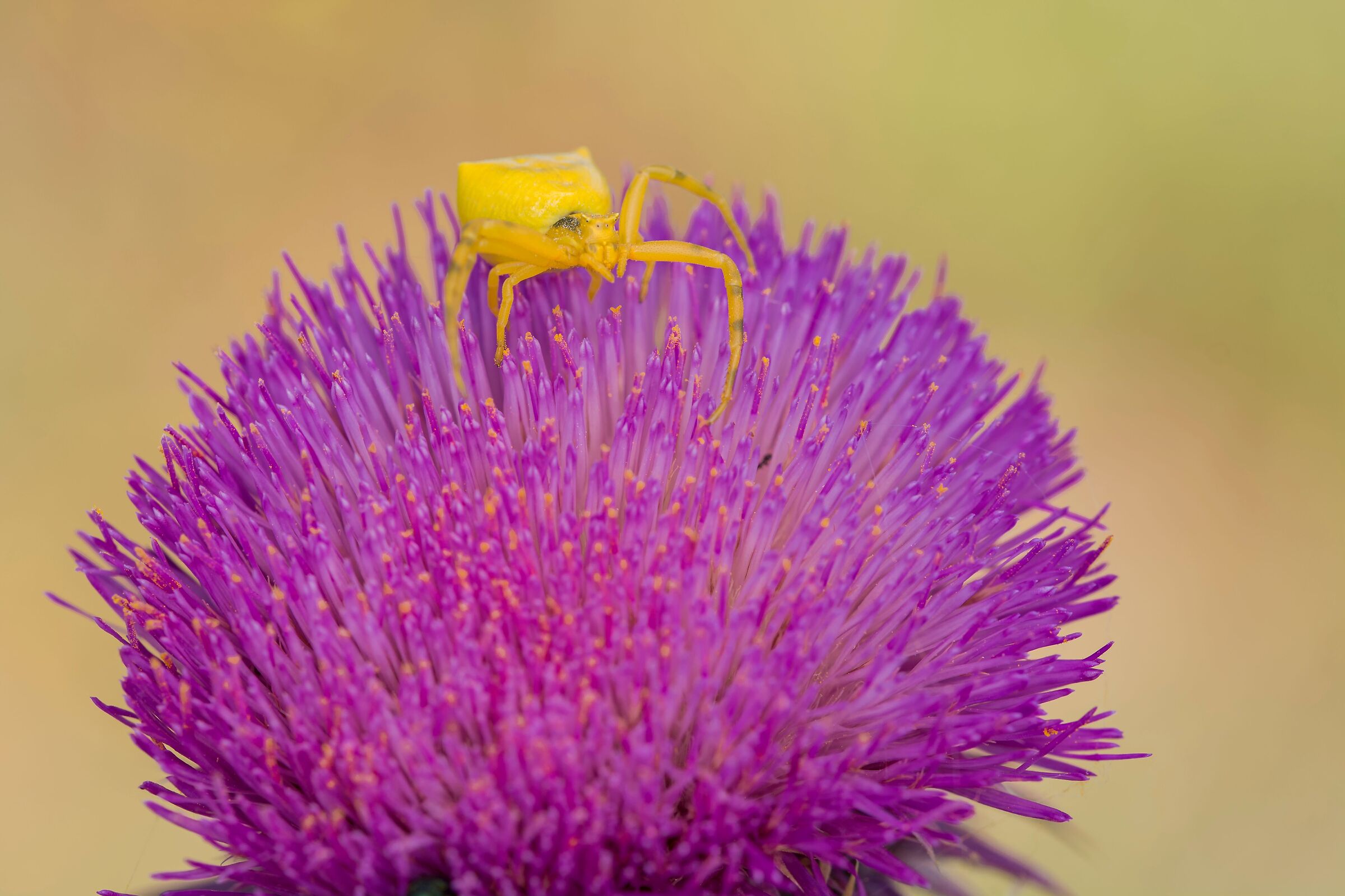 Giallo & Viola
