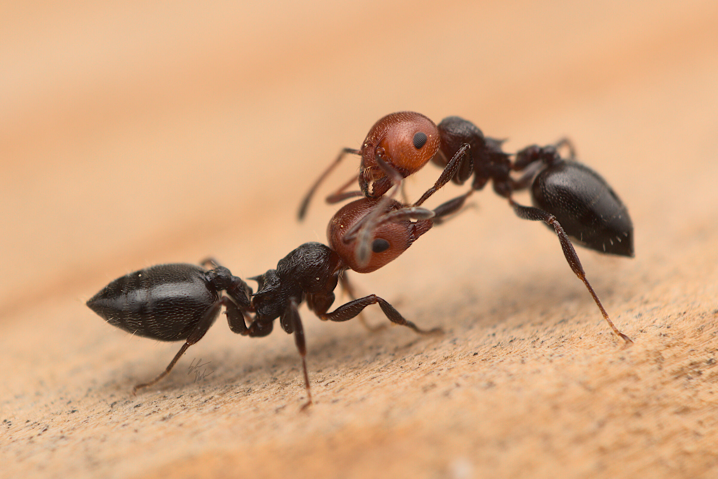 Crematogaster scutellaris