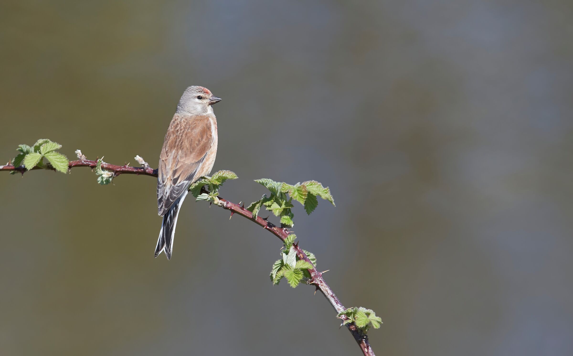 Linnet comune