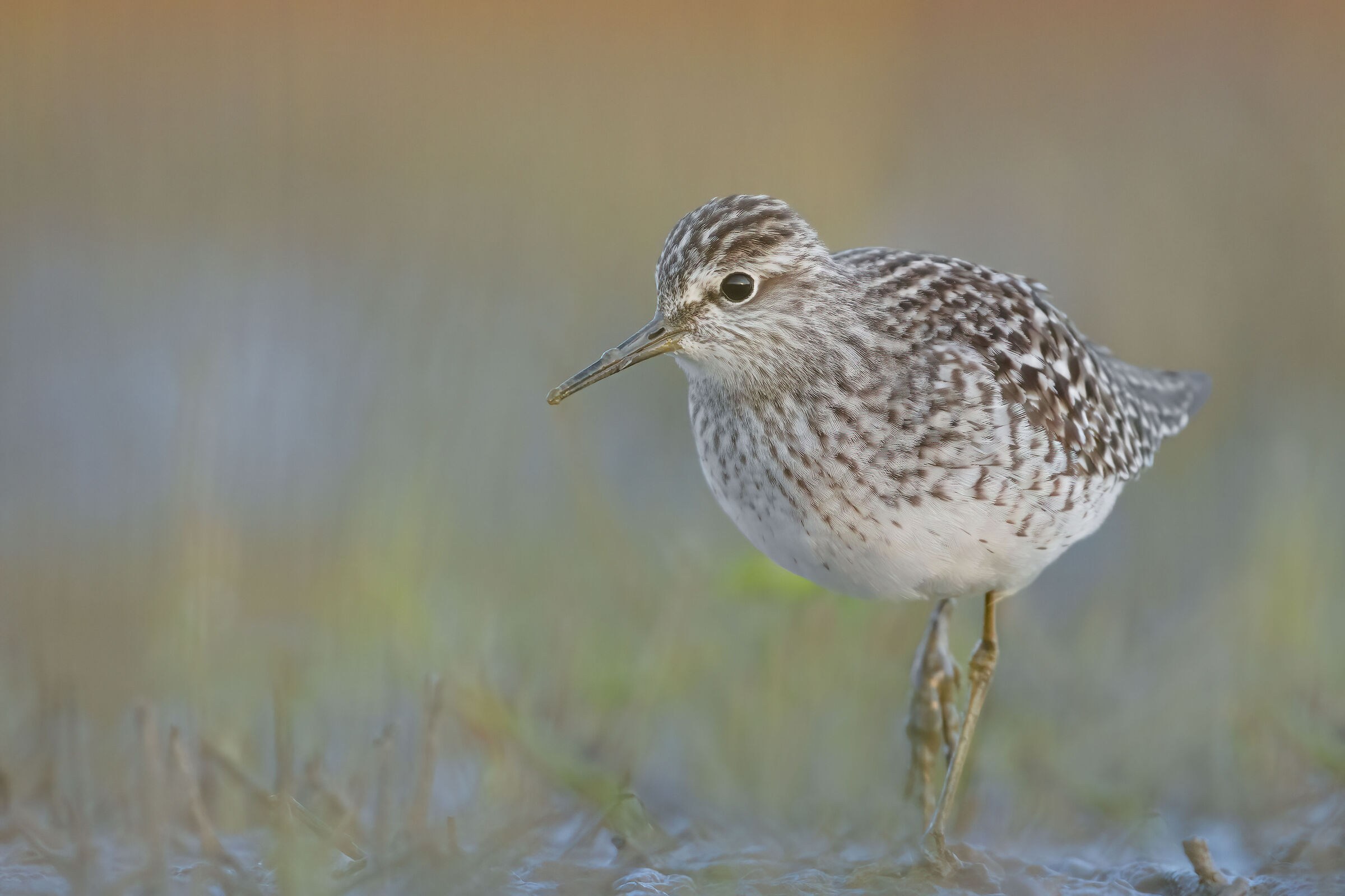 Pyro piro boschereccio