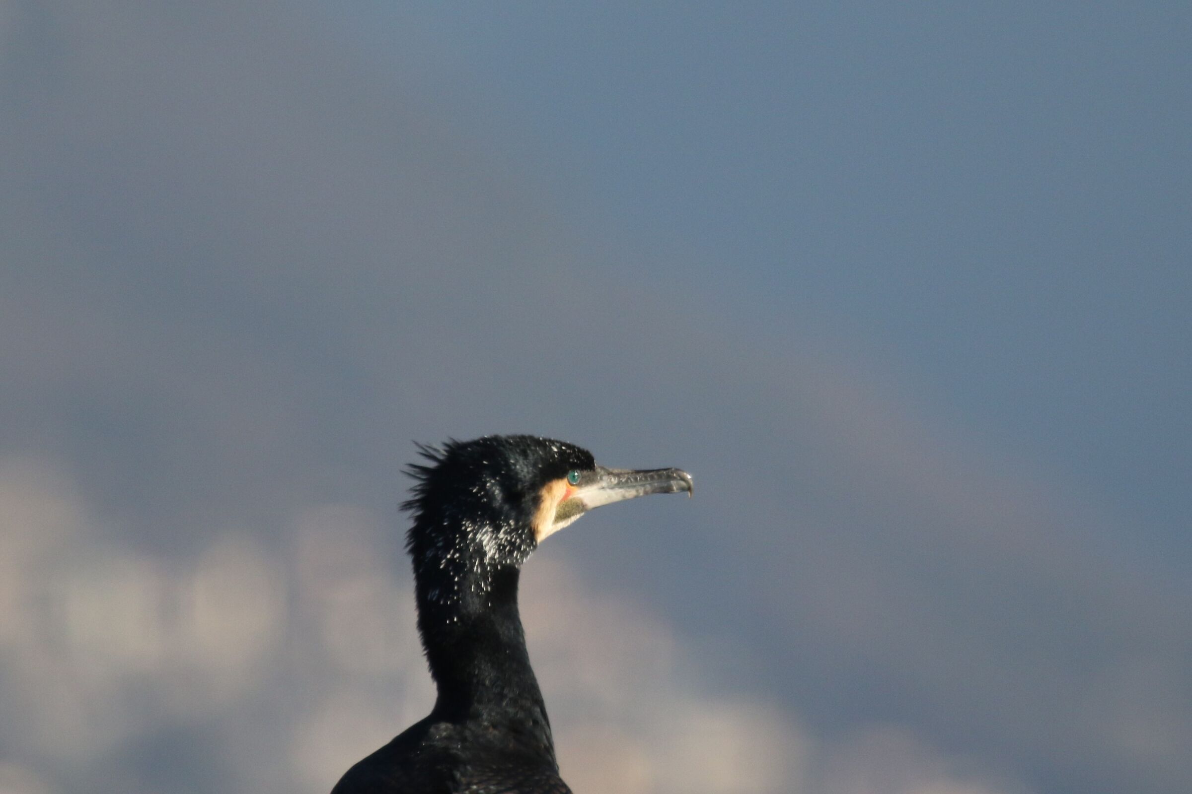 cormorano