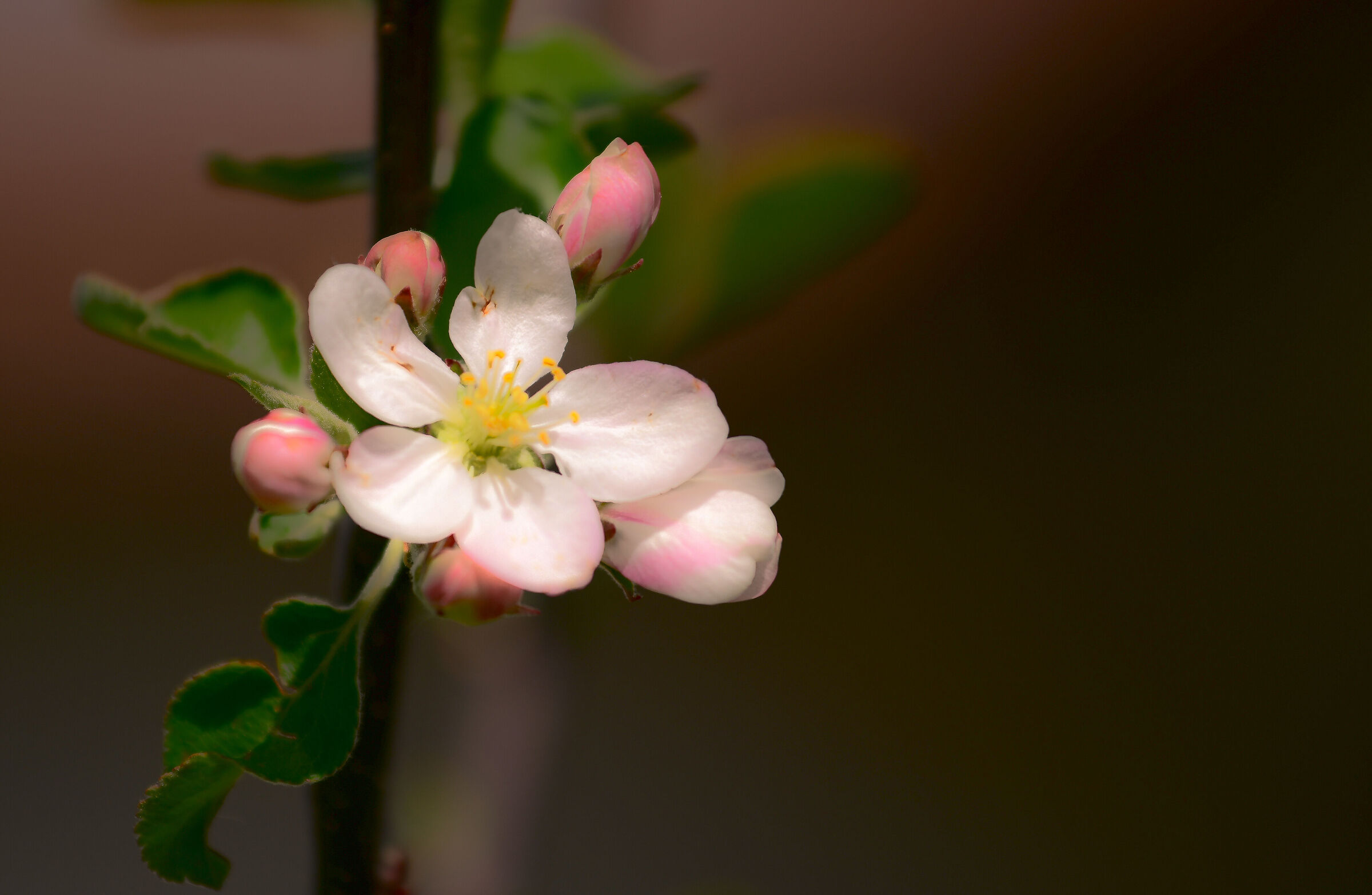 Un pò evanescente...