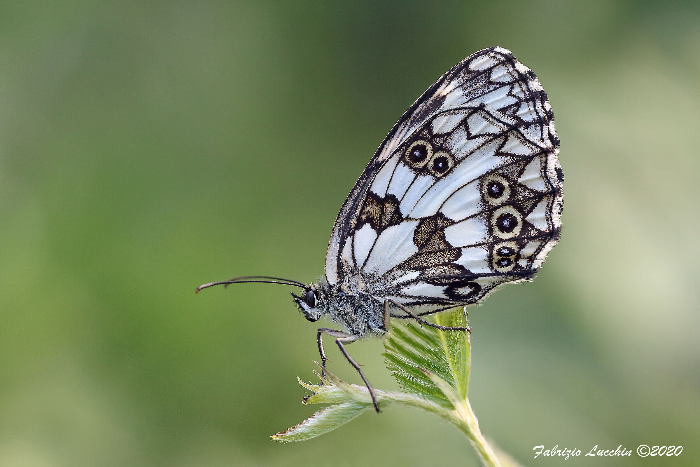 Melanargia galathea