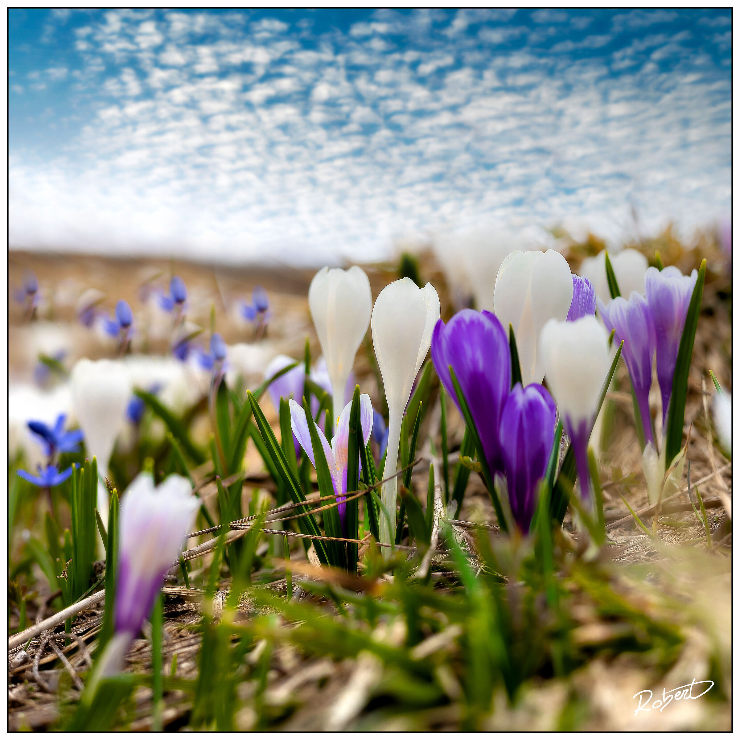Snowdrops in Lessinia