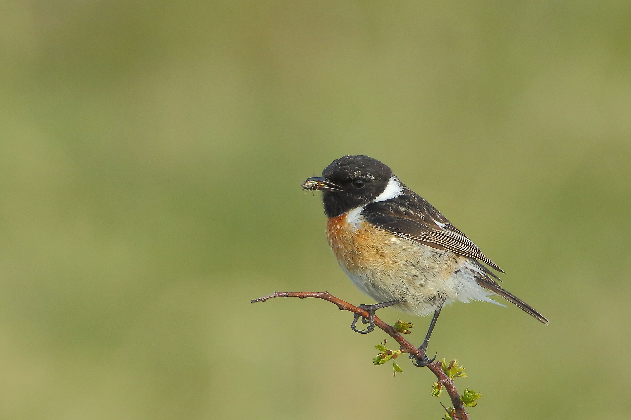 Saltimpalo con preda