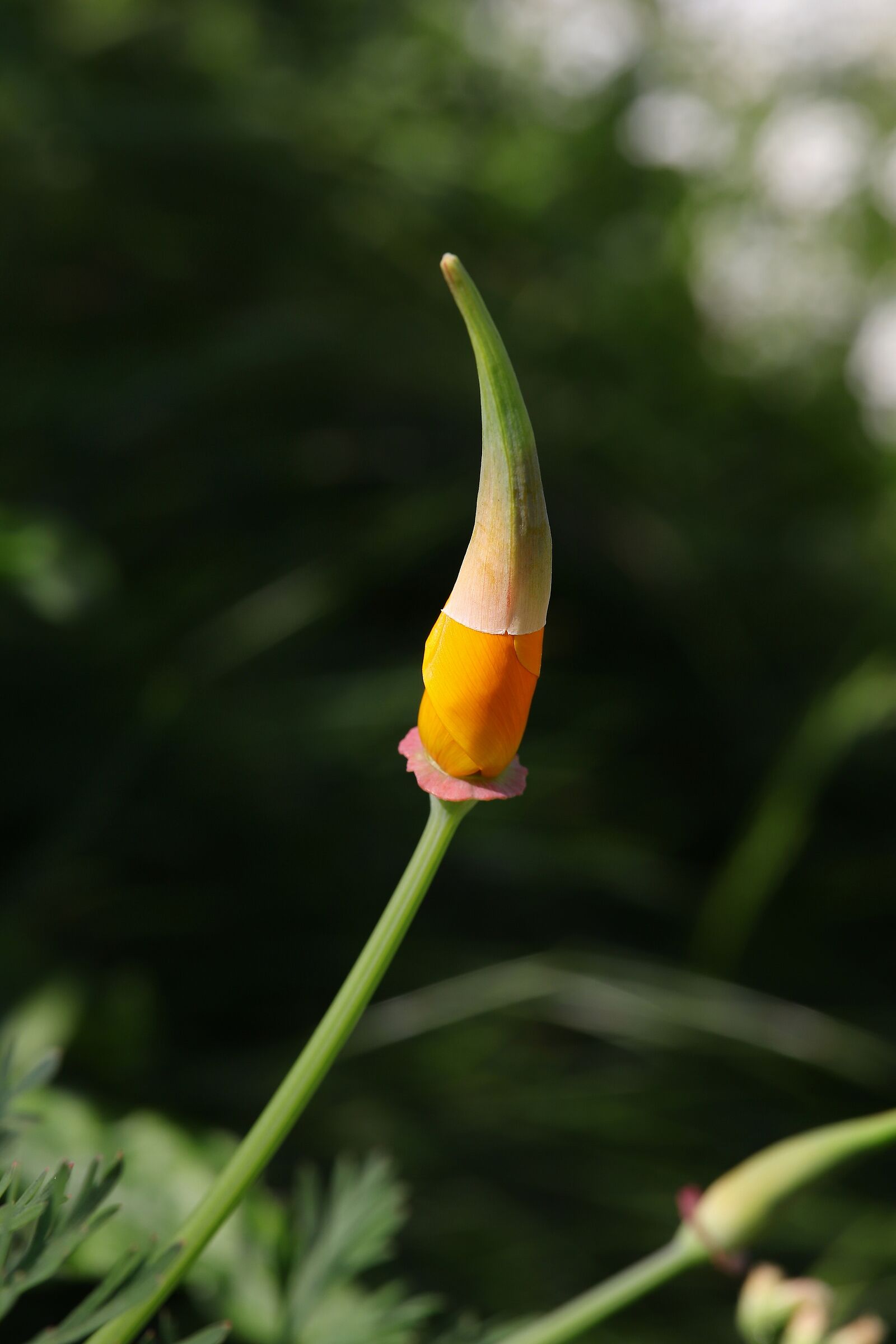 Bocciolo di papavero arancione