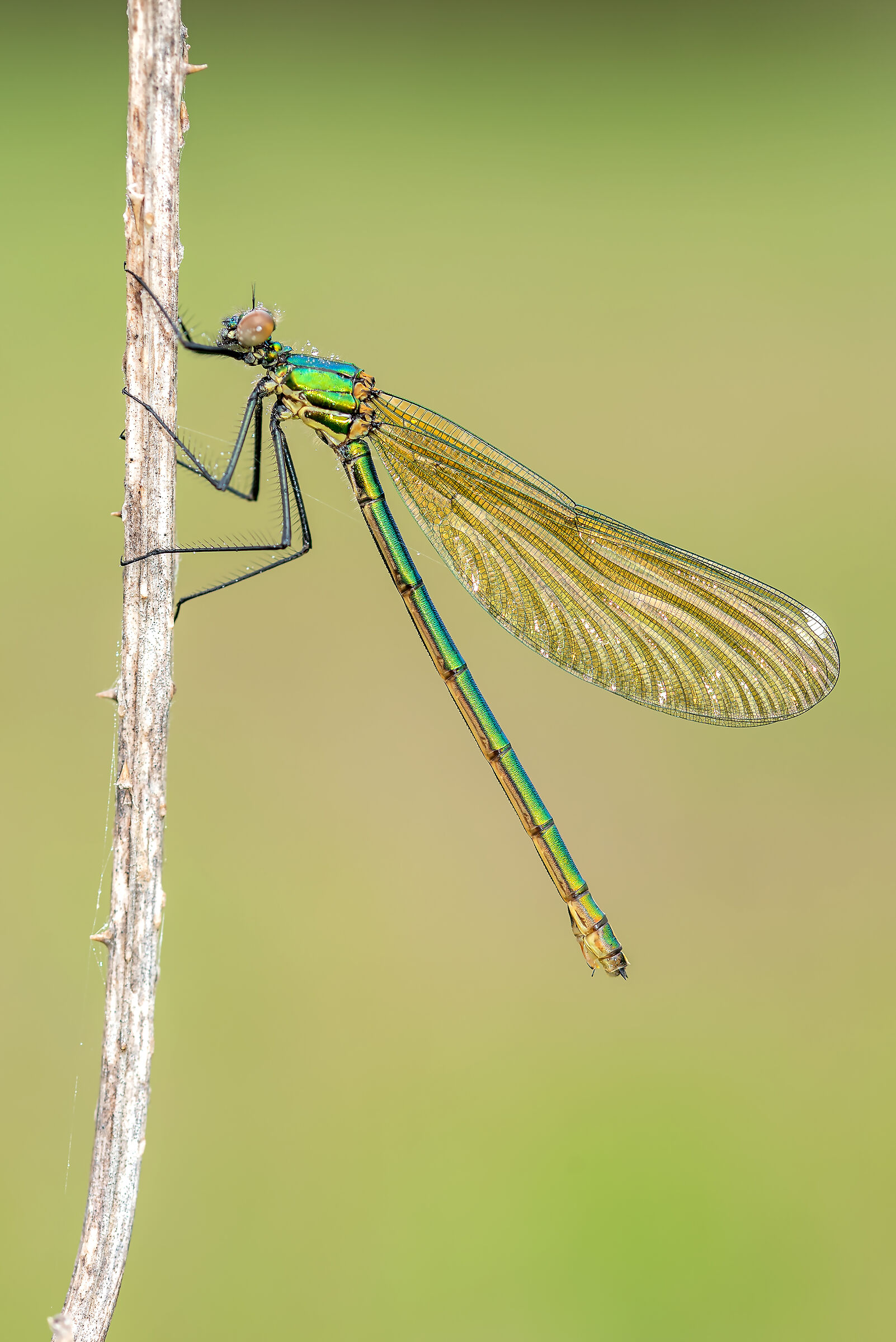 Calopteryx