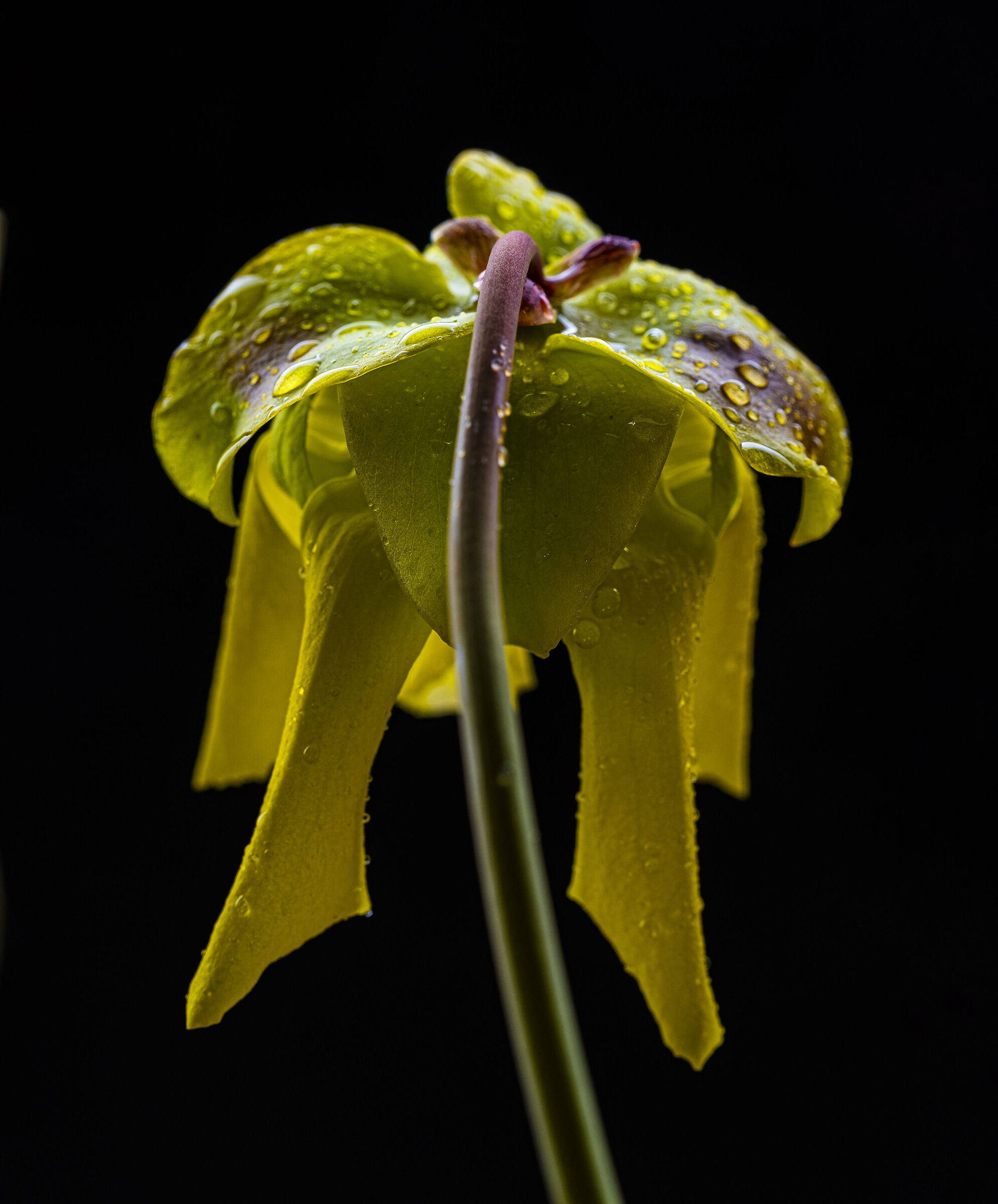 Sarracenia flava F27c