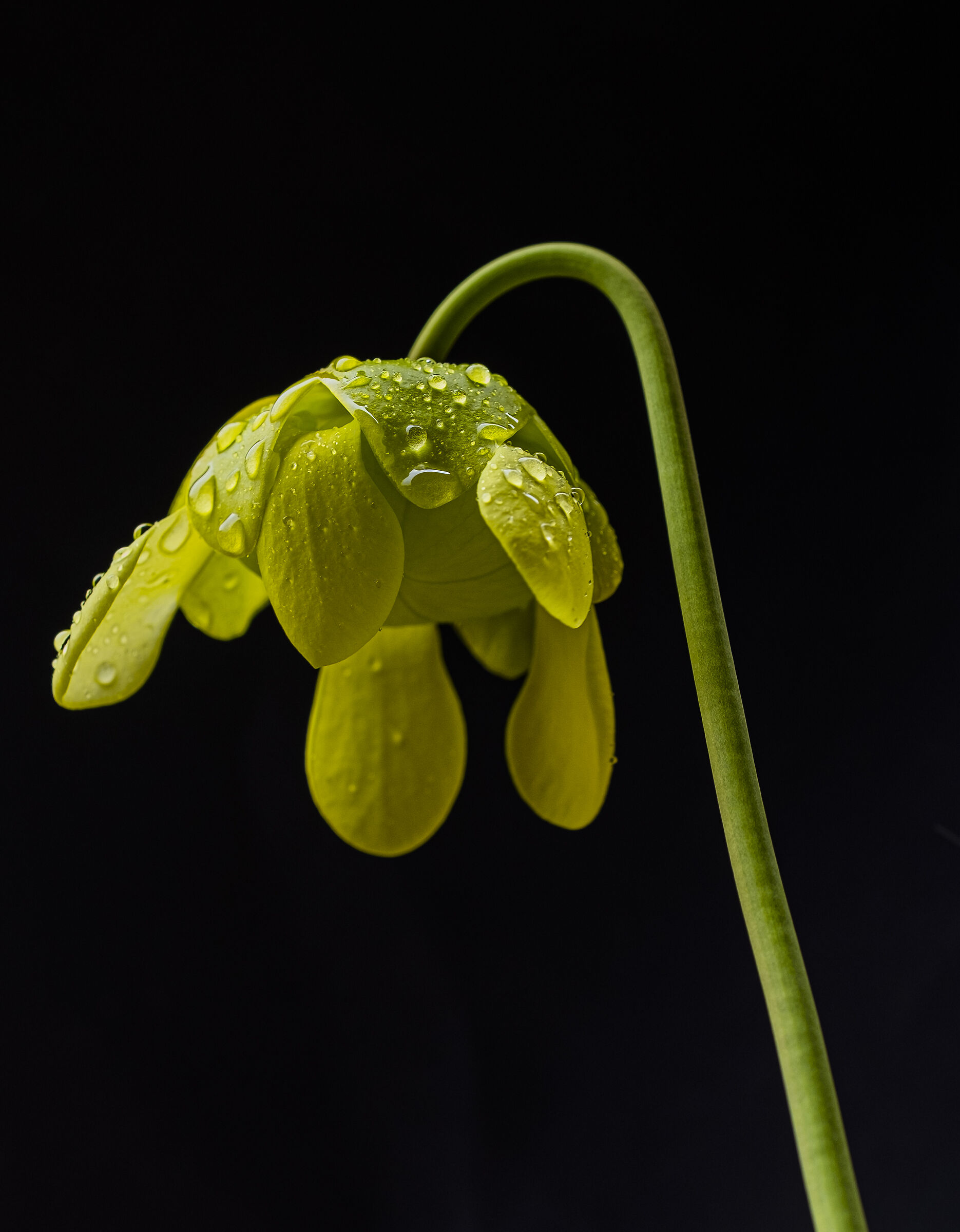 Sarracenia alata x flava