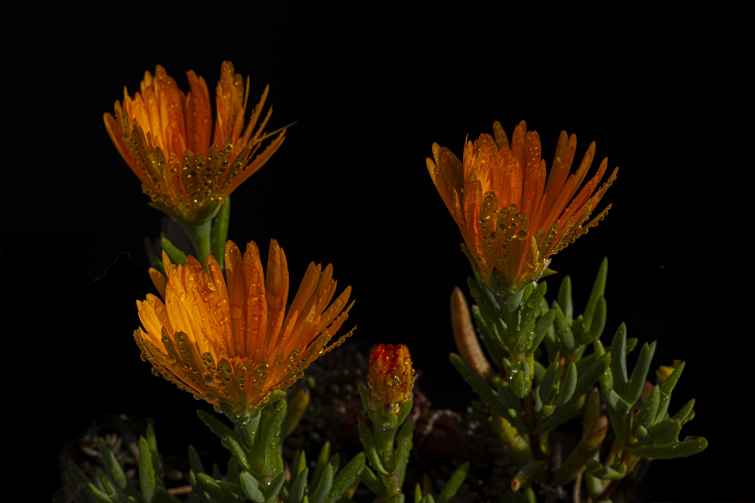 Lampranthus aurantiacus