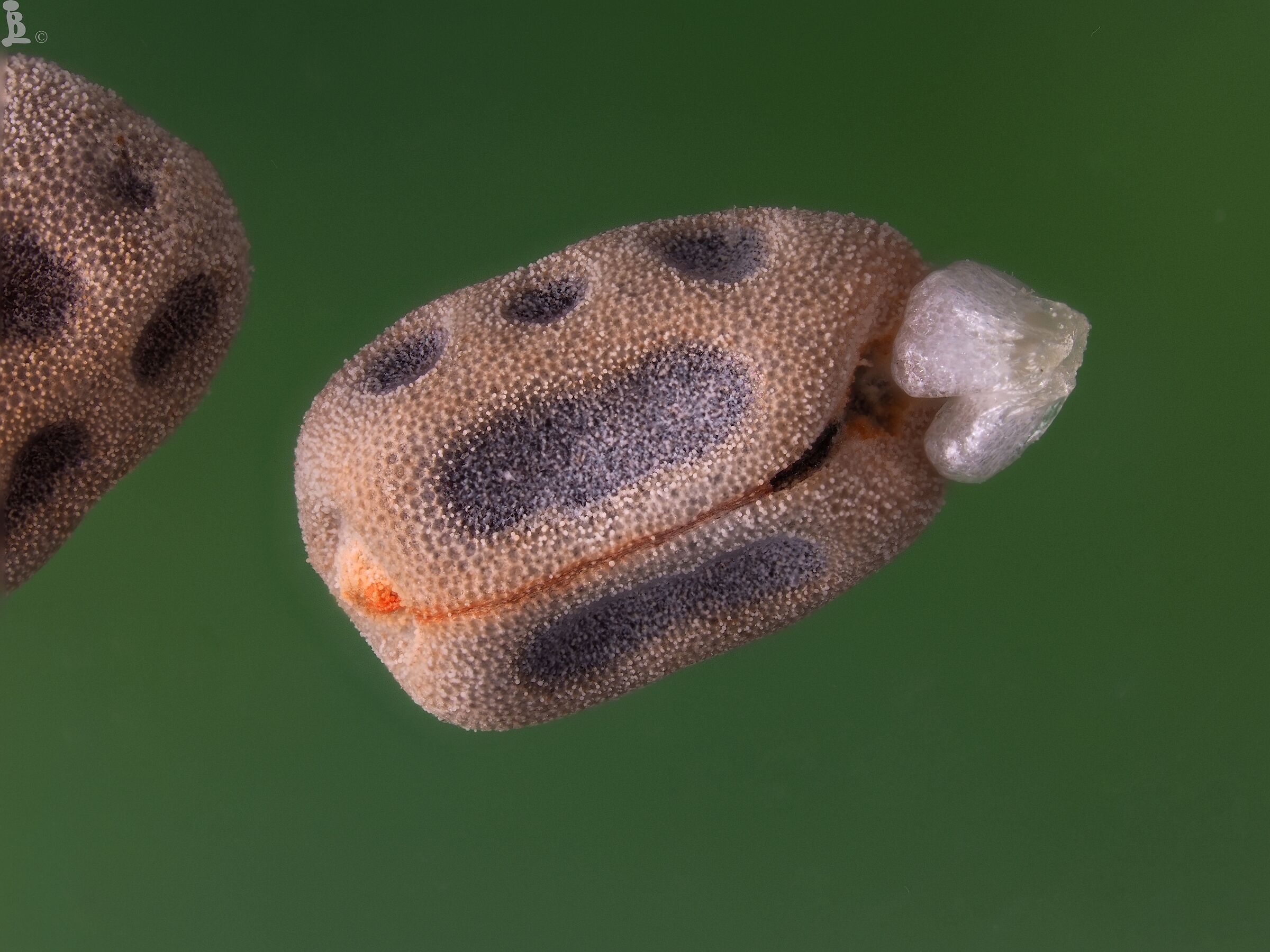 Semi euphorbia peplus 8