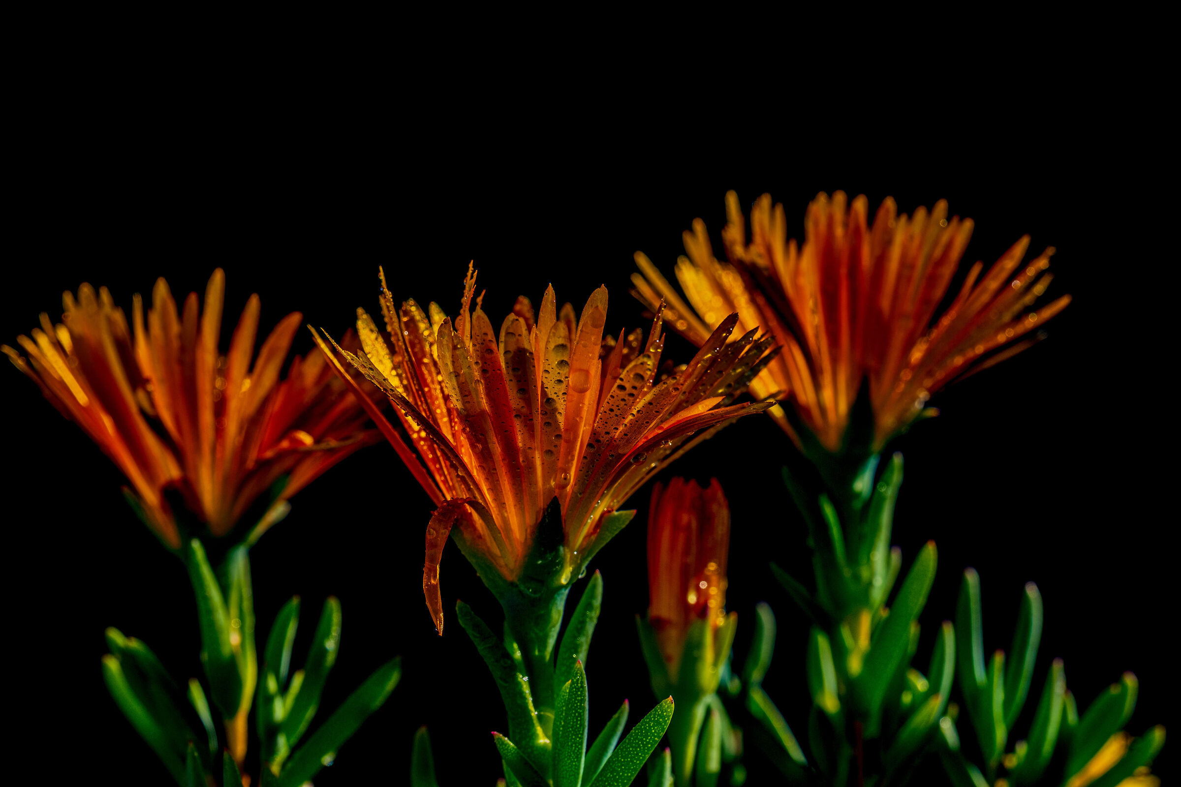 Lampranthus aurantiacus