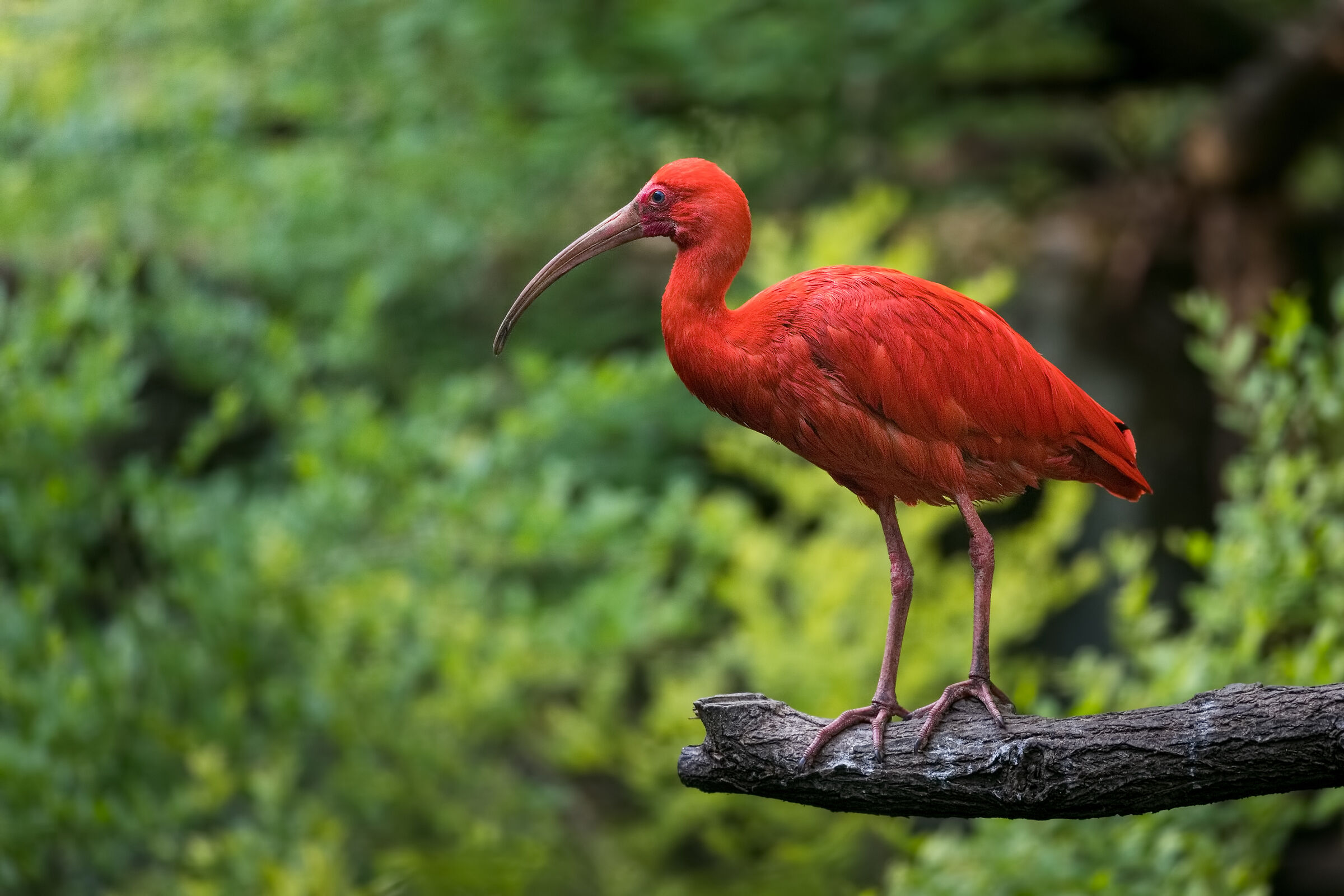 Scarlet Ibis