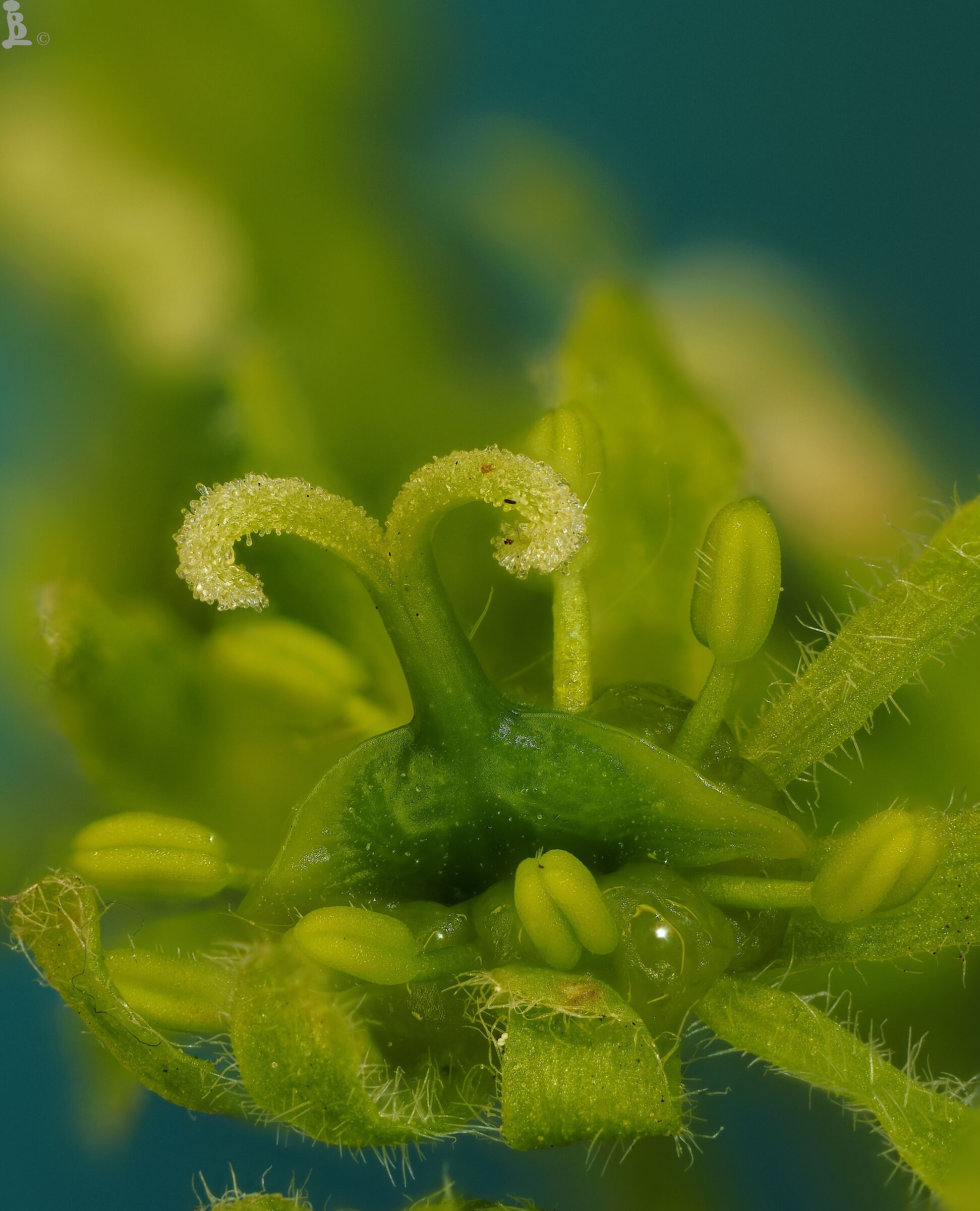Fiore acero campestre