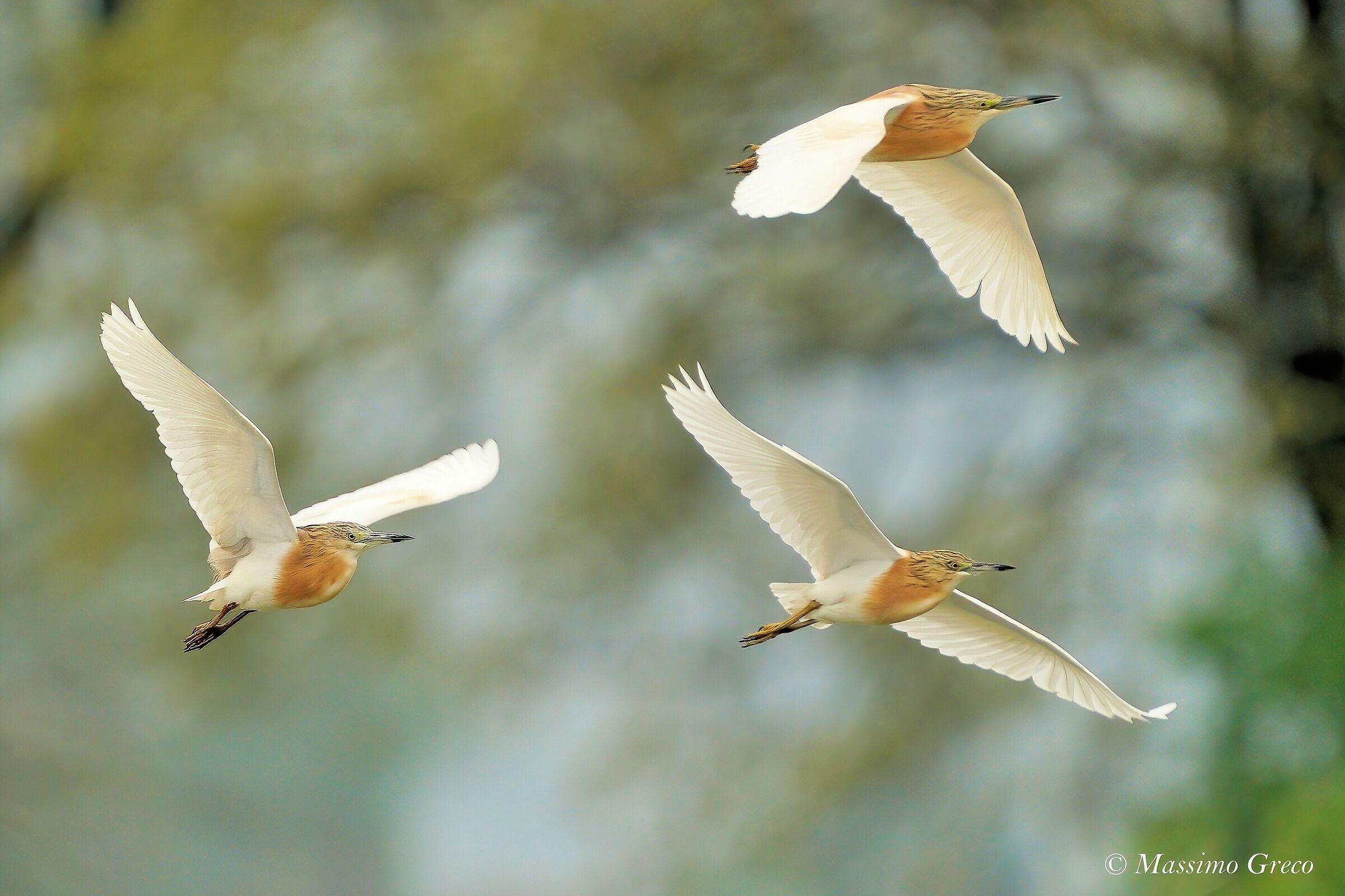 Tufted Sgarza (Ardeola ralloides)