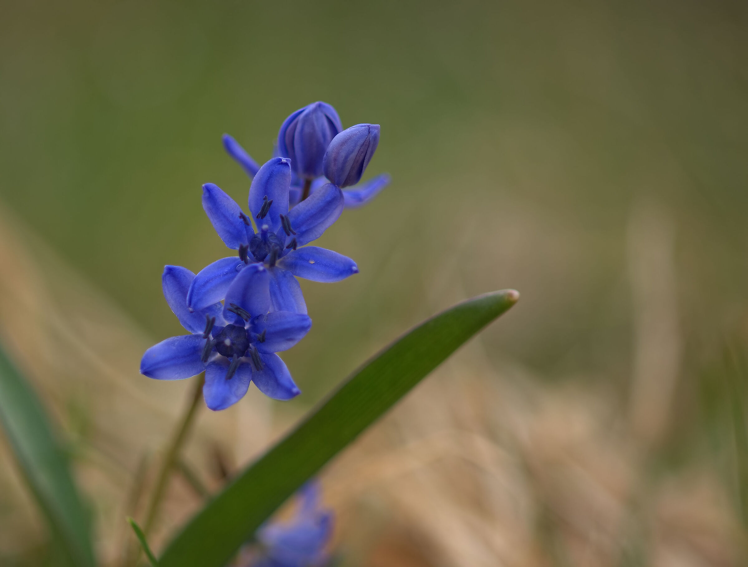 Liliacea
