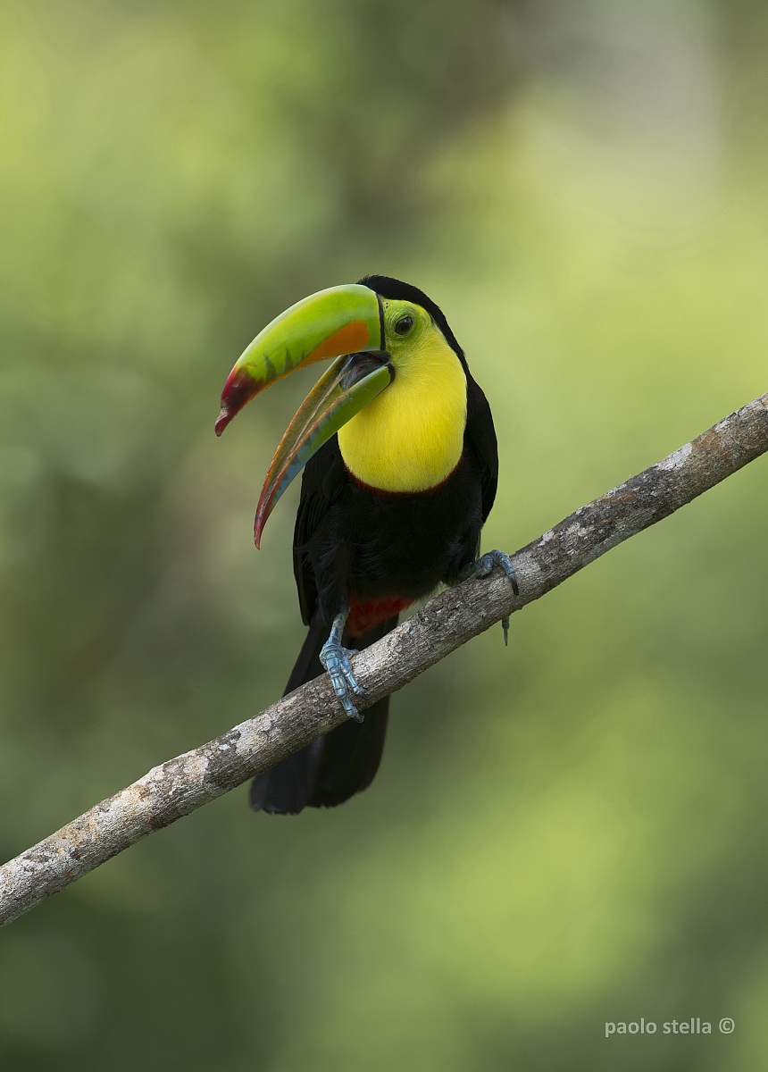 Keel-billed Toucan