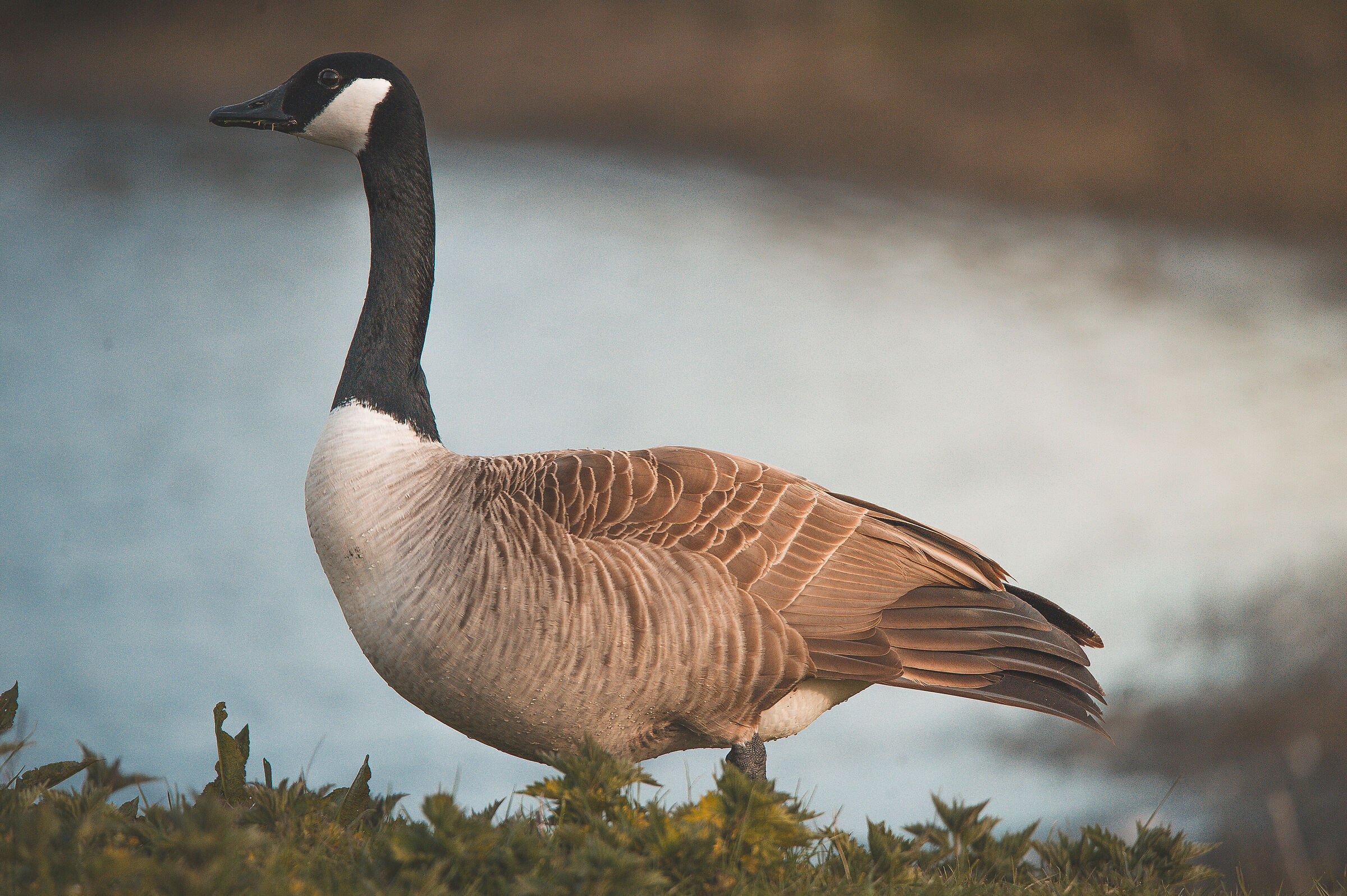 Canada goose