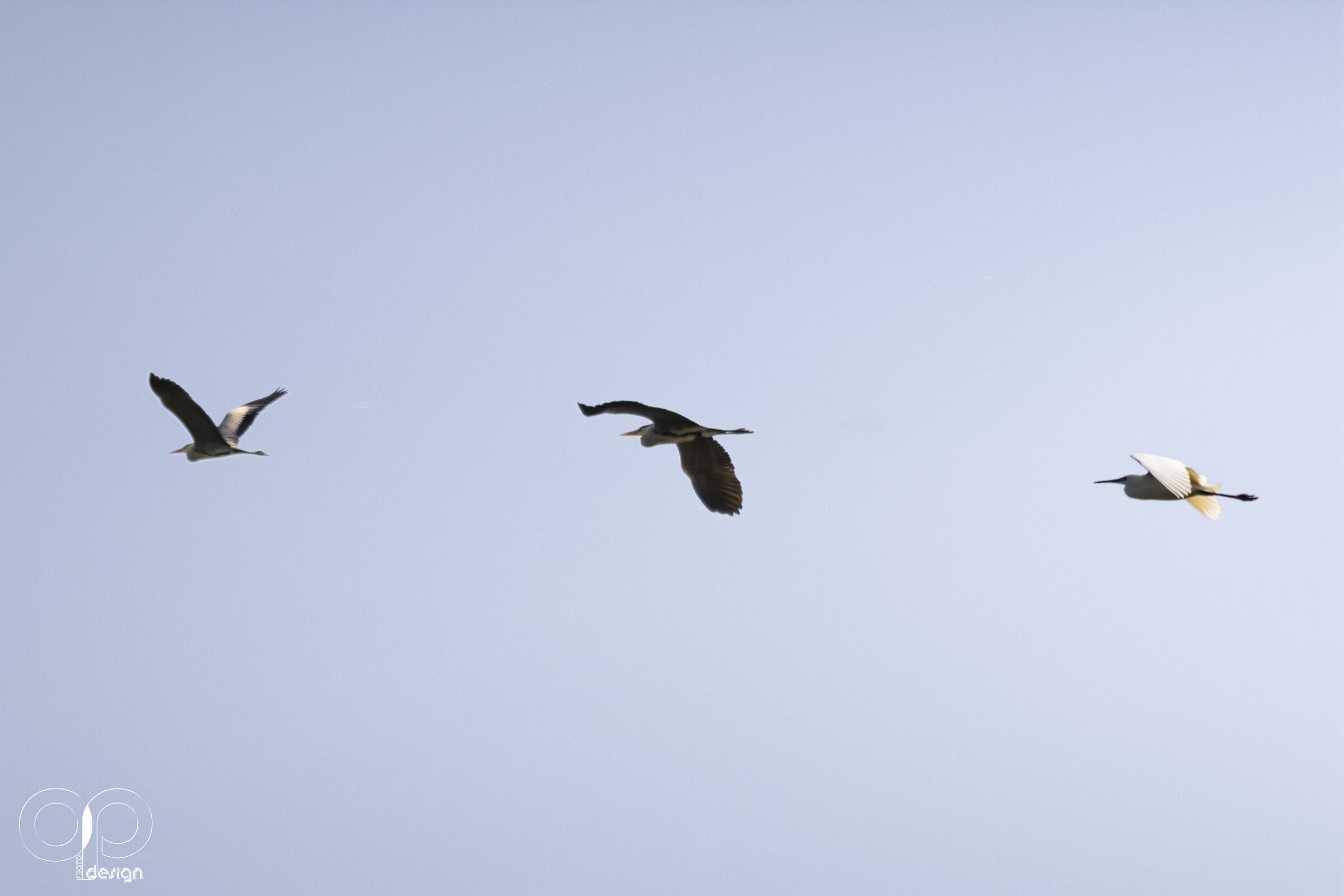 flight follow-up