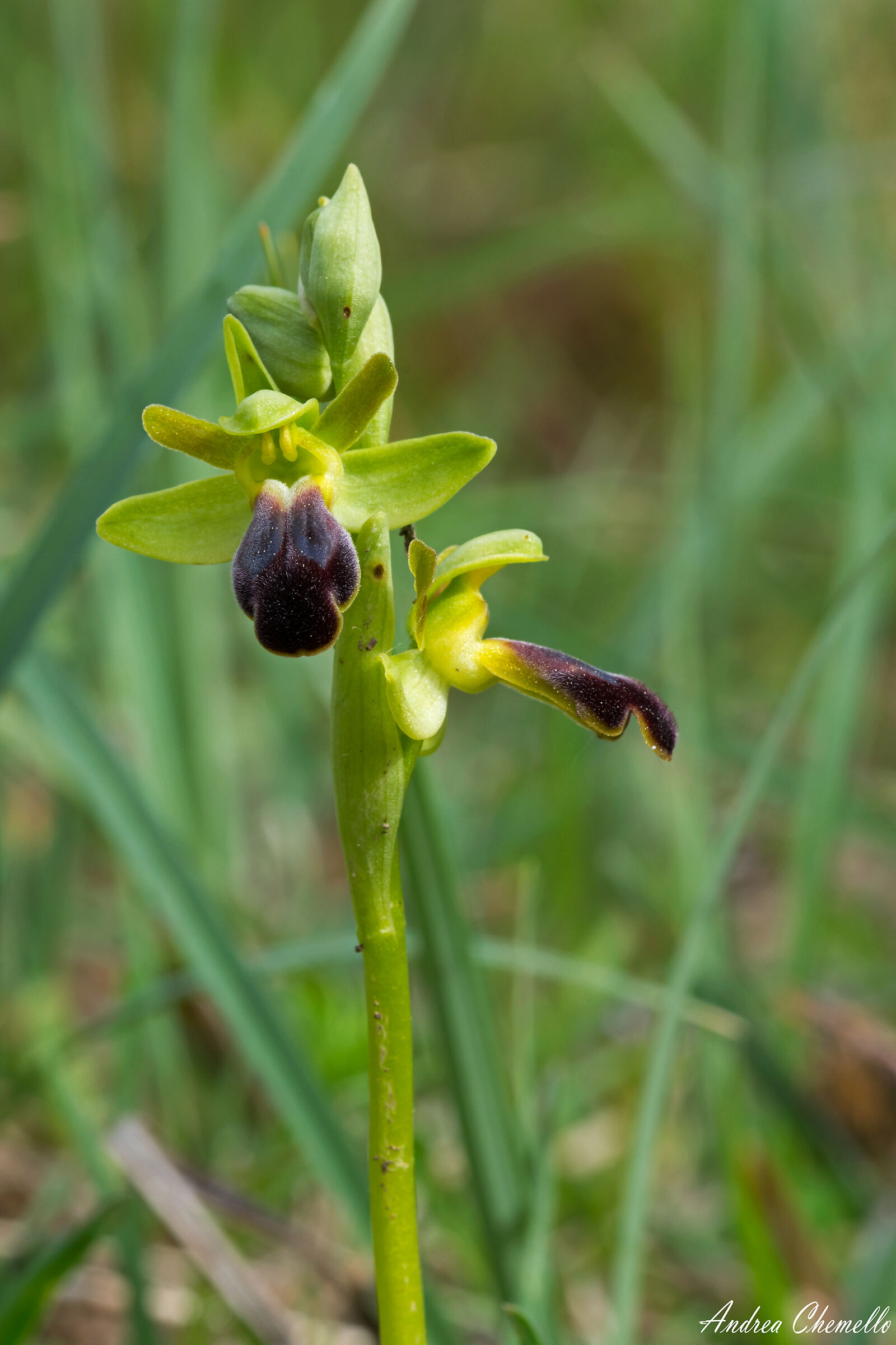 Ophrys fusca