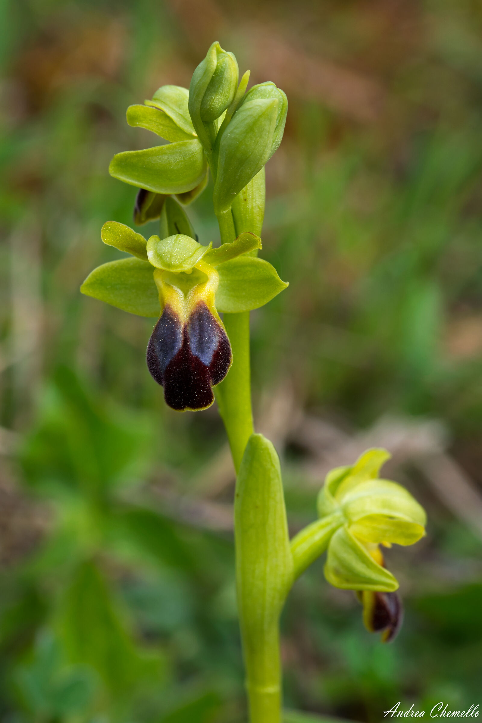 Ophrys fusca