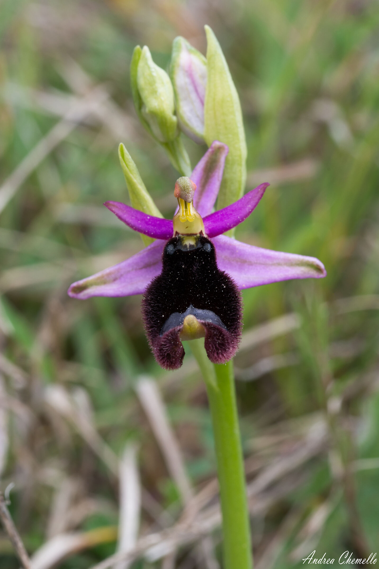 Ofride di Bertoloni (Ophrys bertolonii)