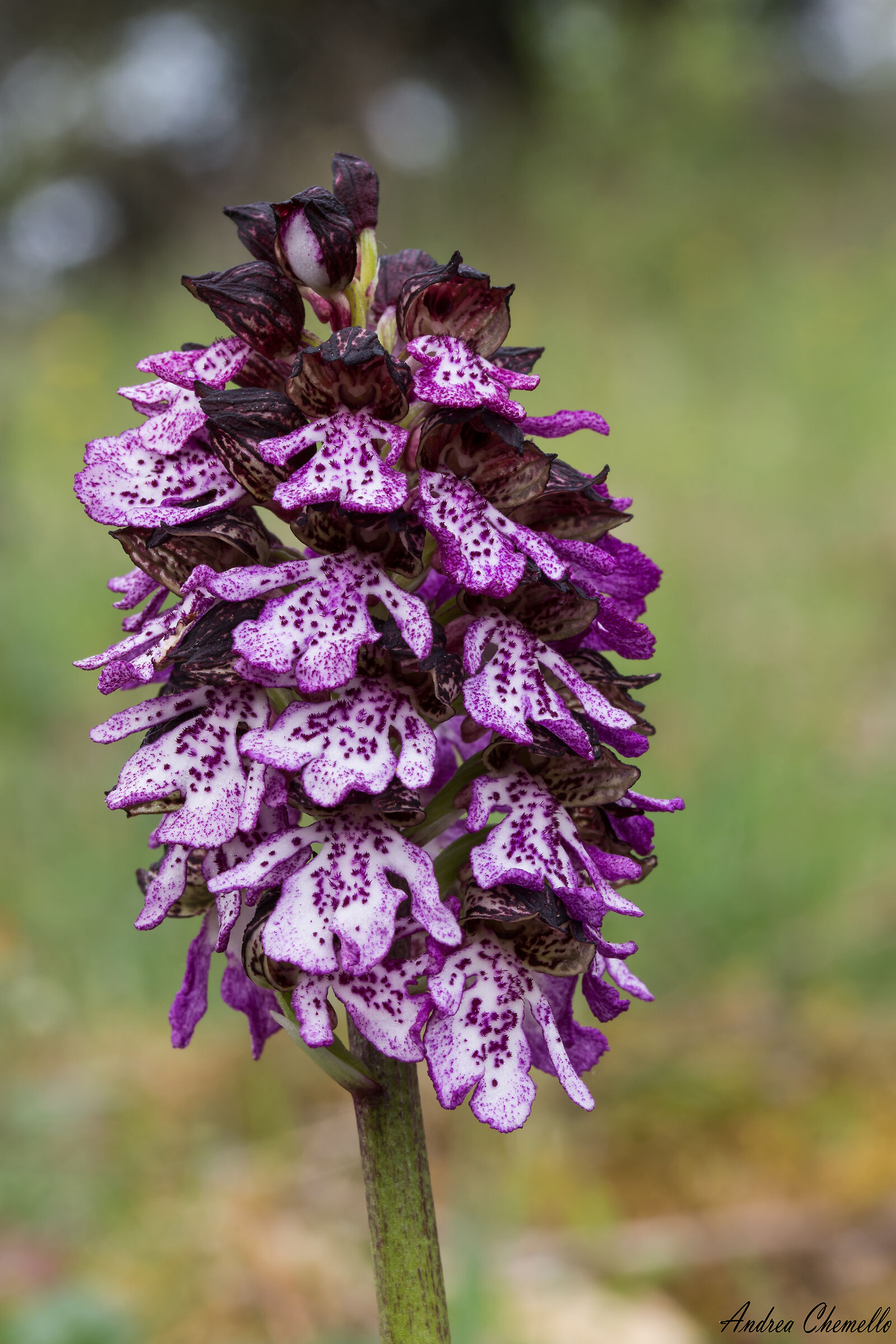 Orchidea maggiore (Orchis purpurea)