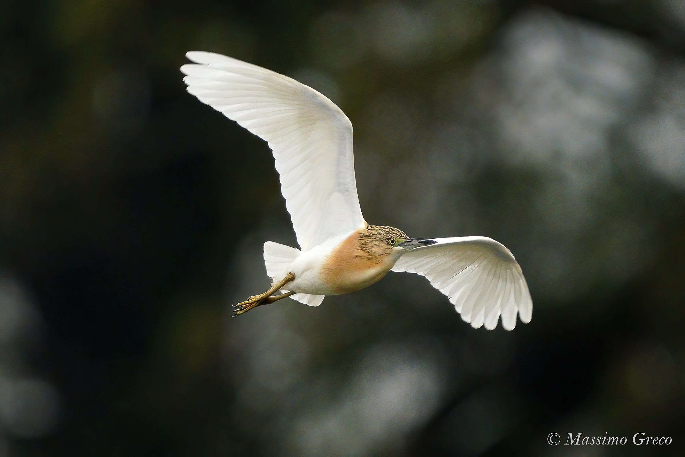 Sgarza ciuffetto (Ardeola ralloides)