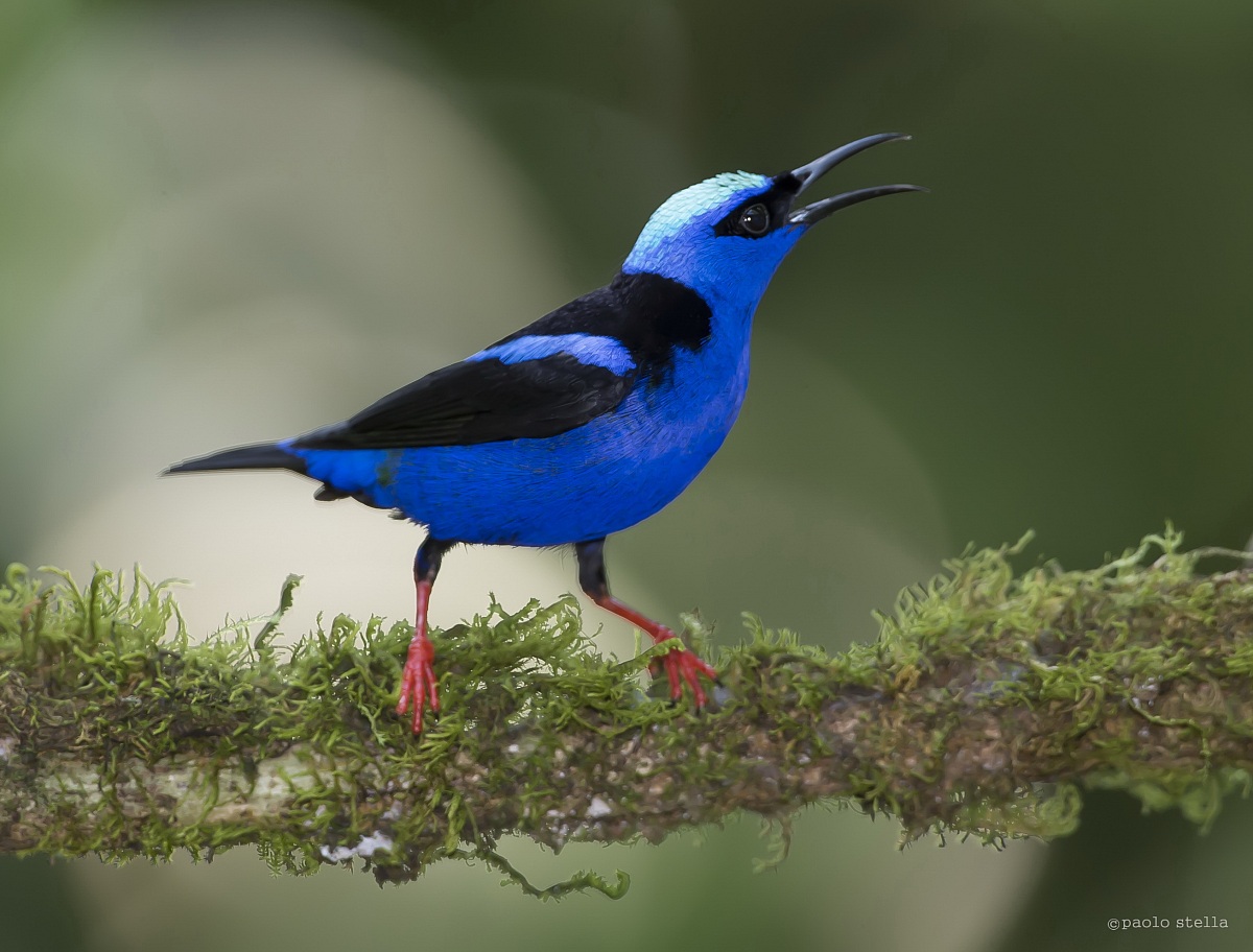 Singing Red-legged Honeycreeper